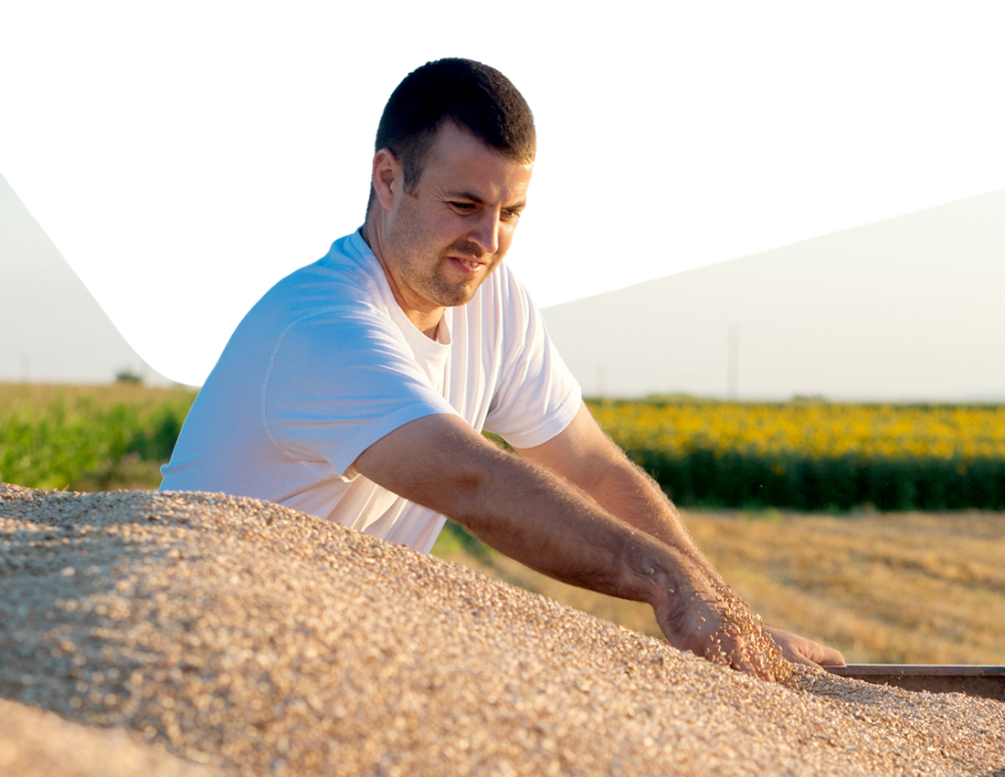 Photo d’un fermier vidant sa remorque de grains, heureux d’avoir adopté le swap agricole acheteur de la Banque Nationale 