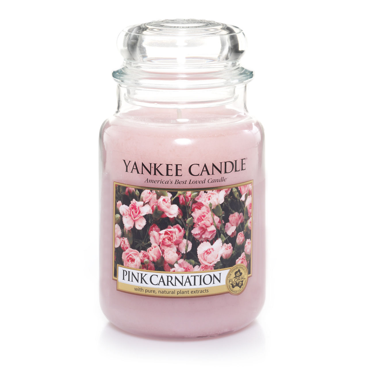 Pink Carnation