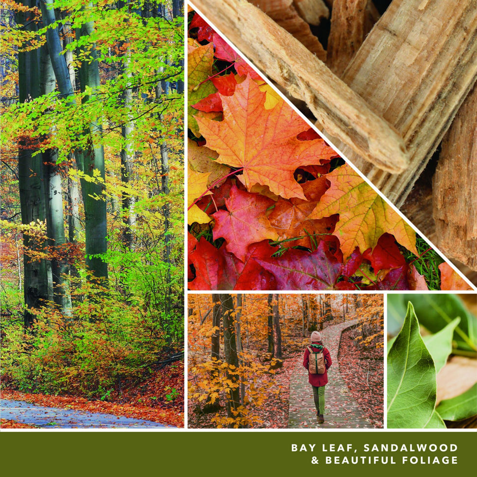 a fragrance in 2D image featuring photos of trees, leaves, a person walking on a trail, and wood with language reading bay leaf, sandalwood, and beautiful foliage