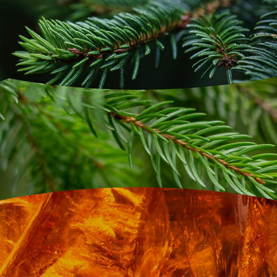 Fraser Fir Kerze