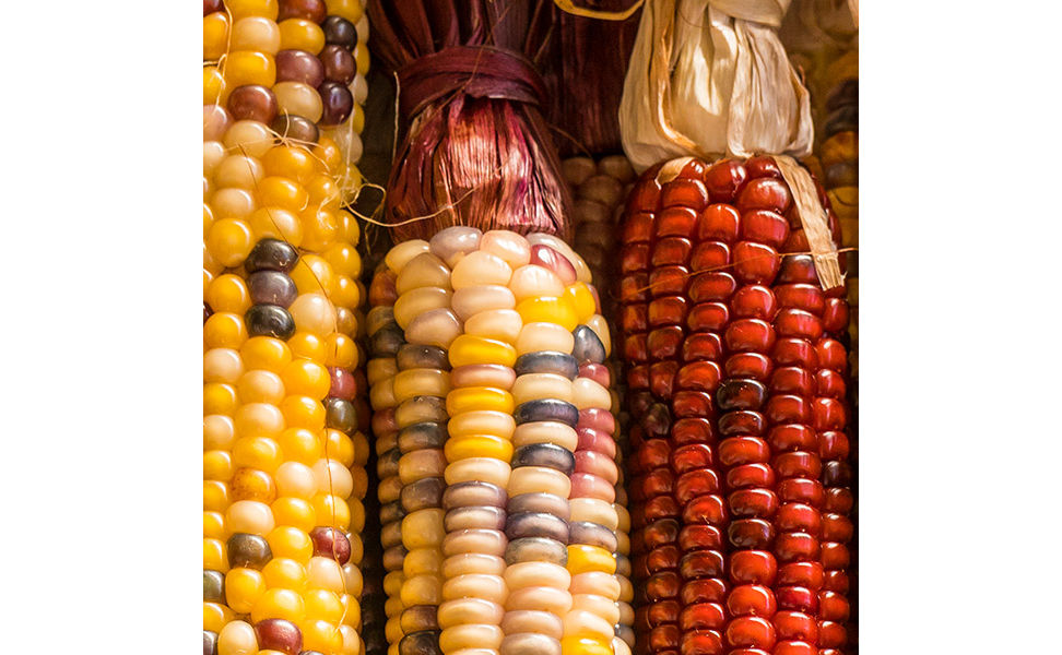 red corn and multi-colored corn