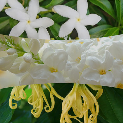 Solar Orchid Kerze