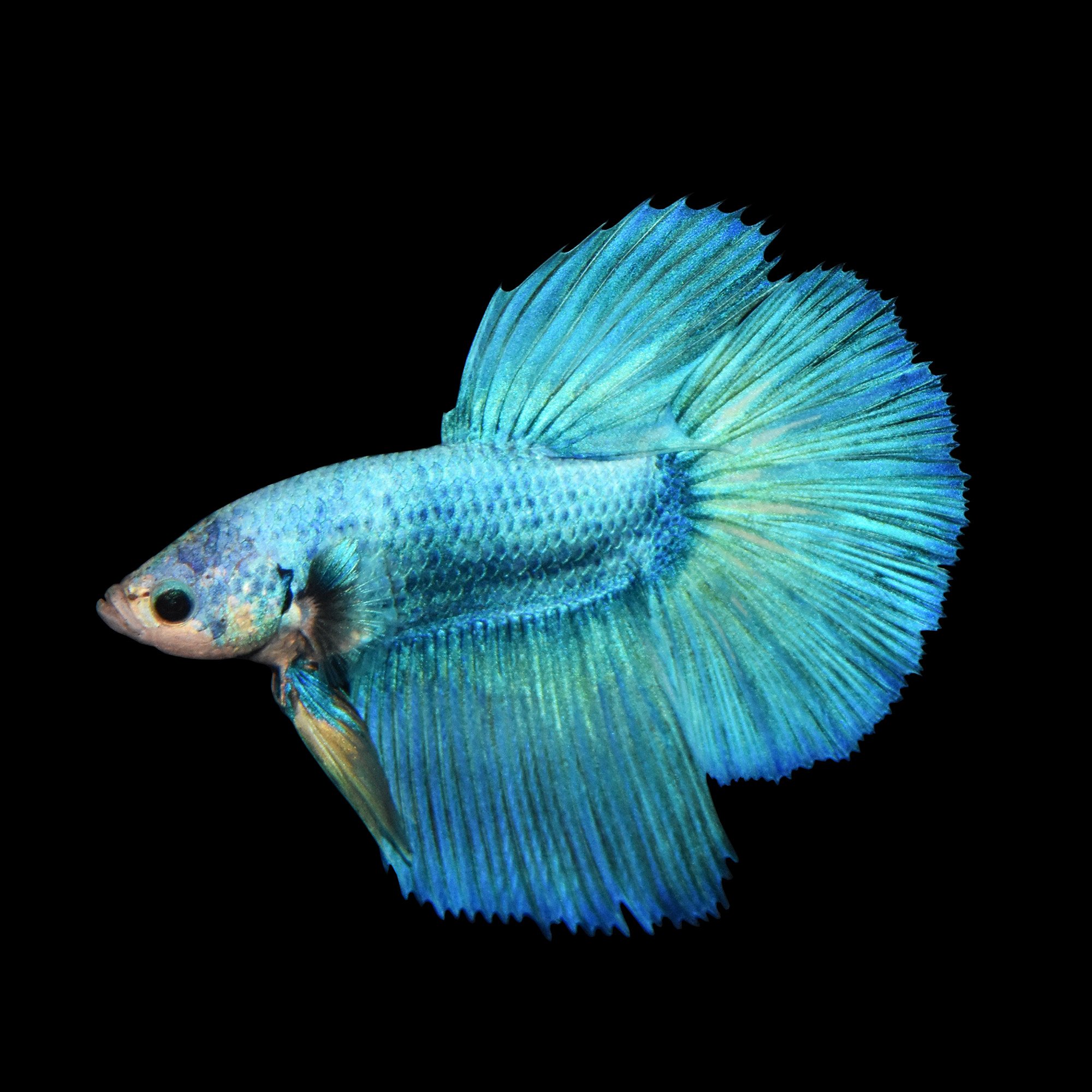 Siamese fighting fish, Betta, Betta splendens Fish Guide