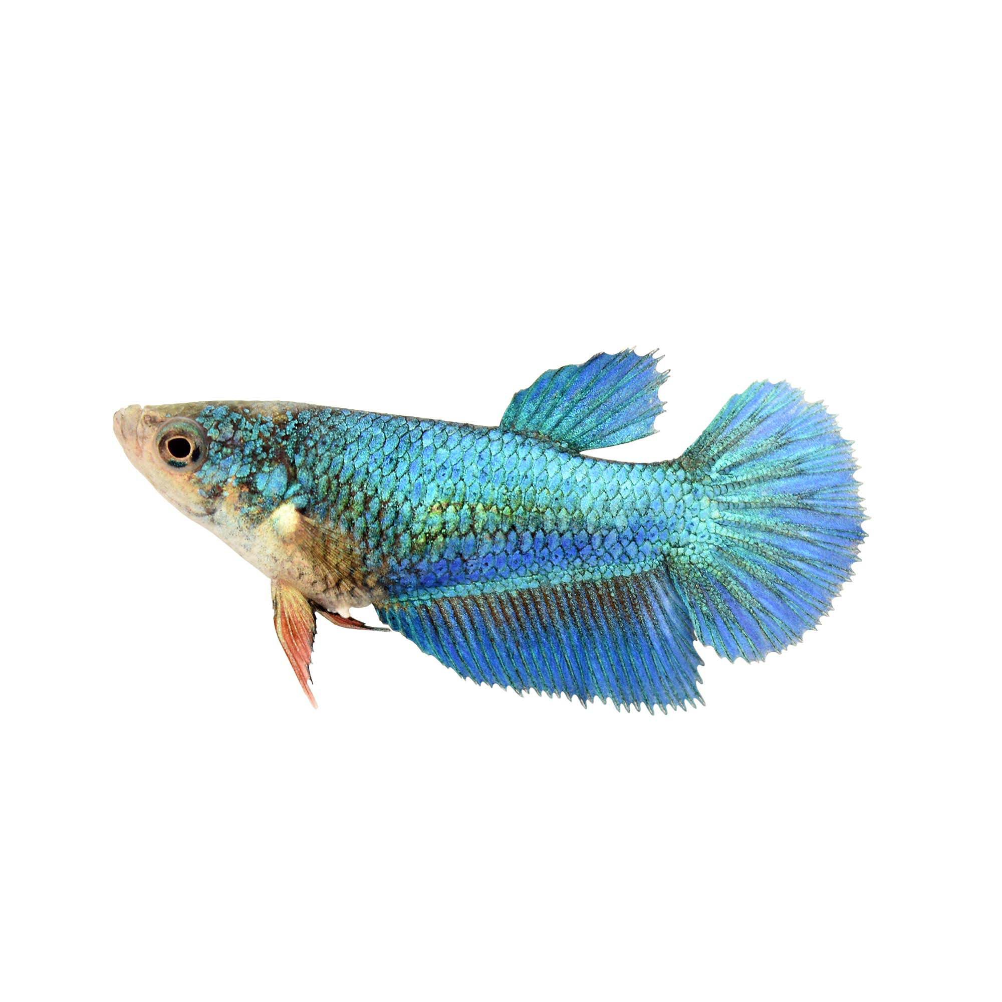 blue female veiltail betta