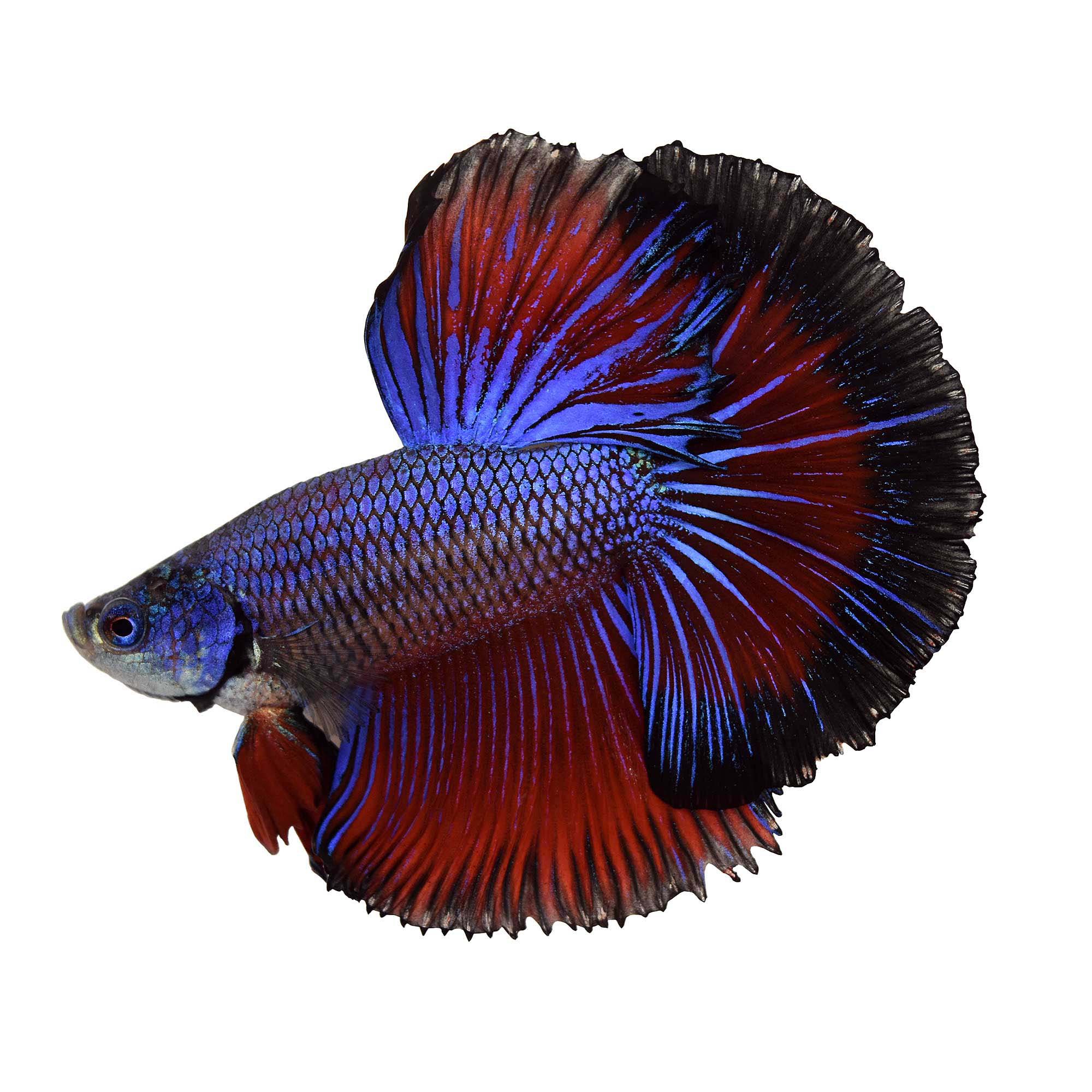 Sintético 99+ Foto Pez Betta Hembra Y Macho Diferencia Mirada Tensa