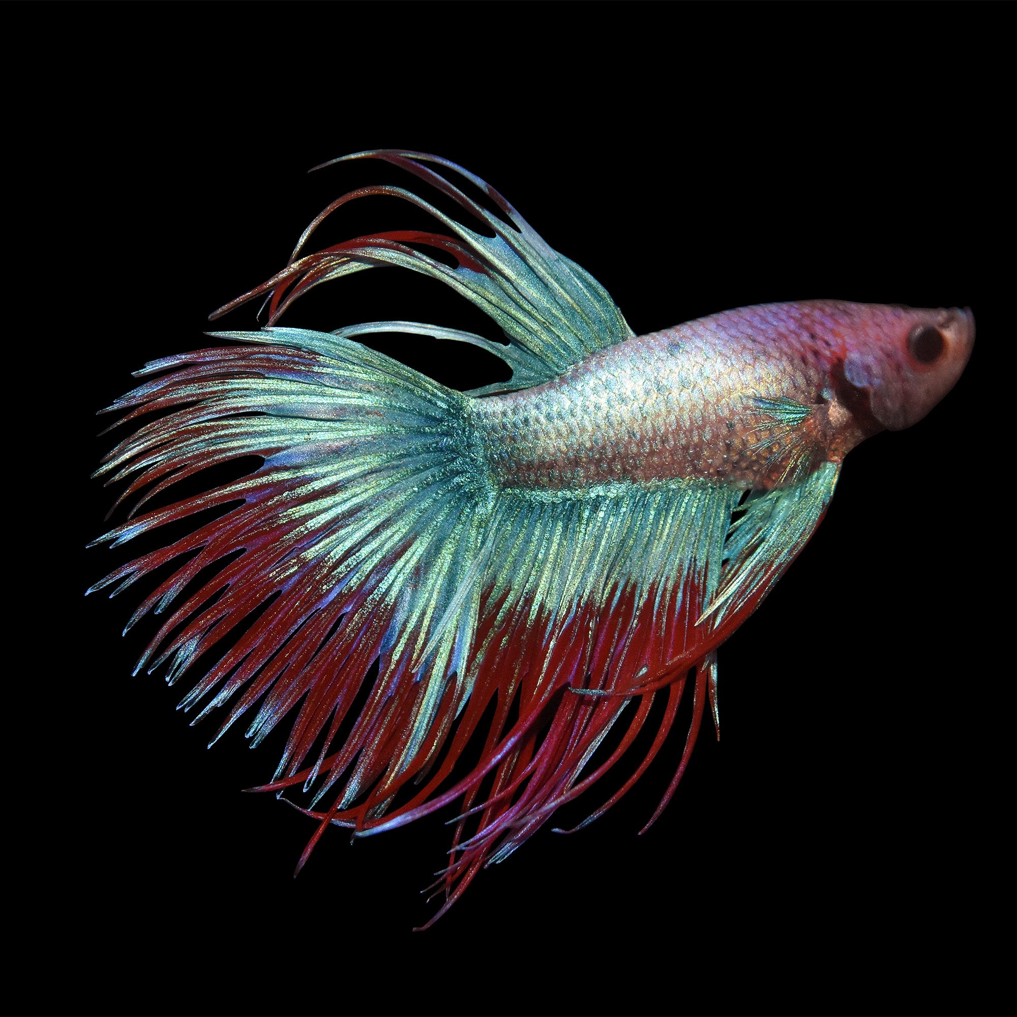 Male Crowntail Betta | Petco