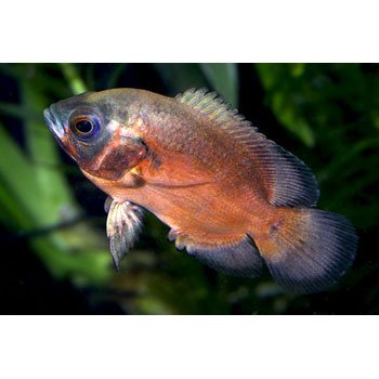 Red Oscar Cichlid Petco