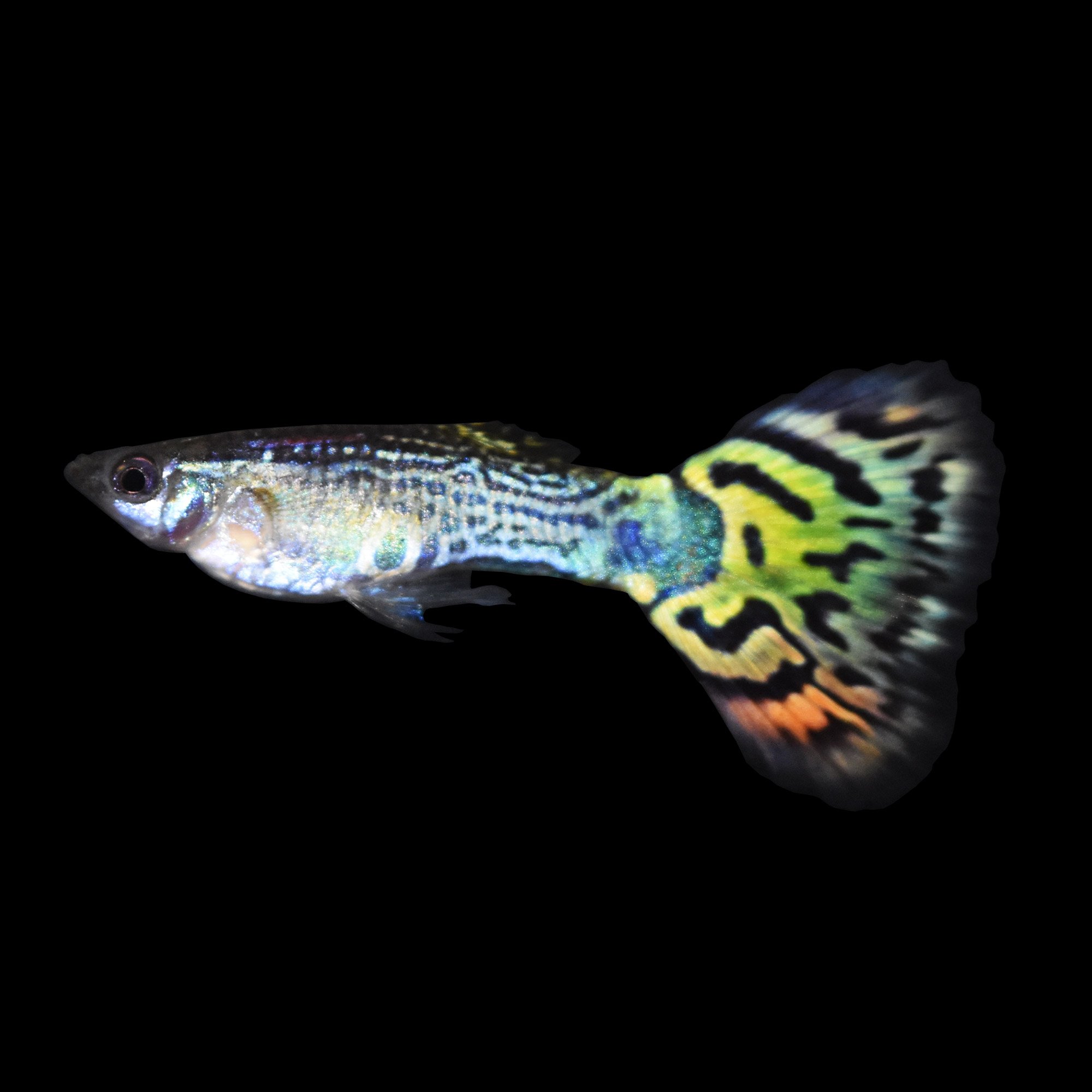 Assorted Male Fancy Guppies - Large | Petco