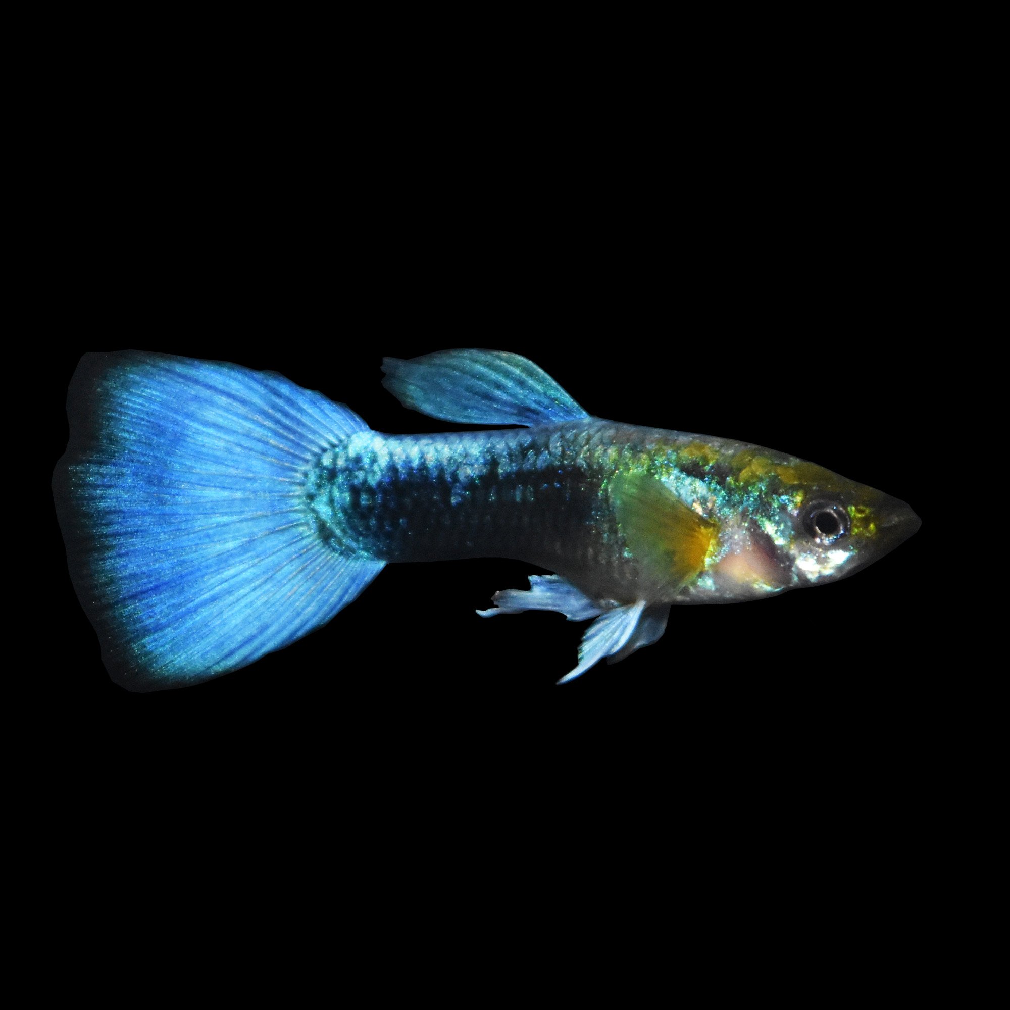 Blue Neon  Guppy  Petco