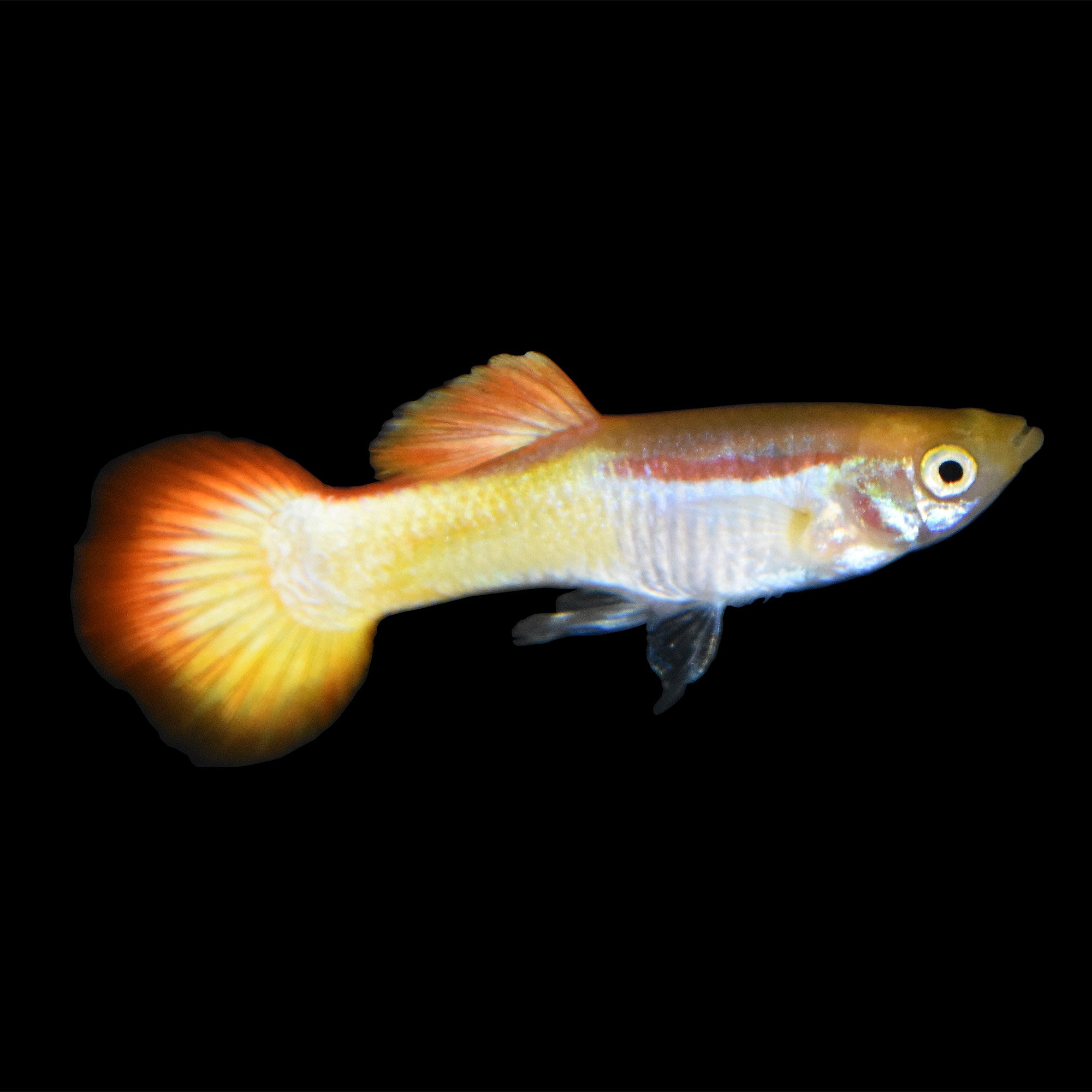 Sunrise Guppy | Petco