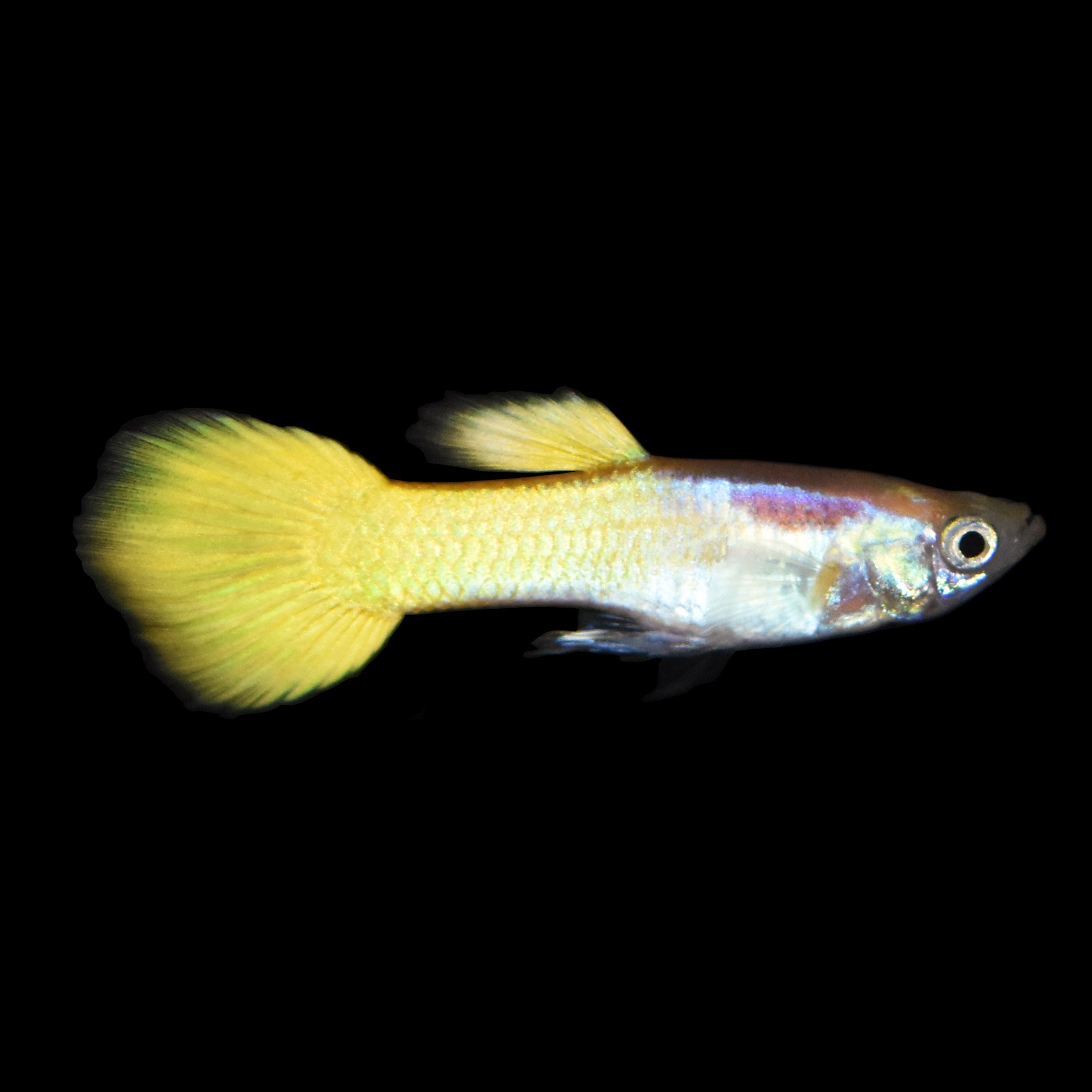 Yellow Guppy | Petco