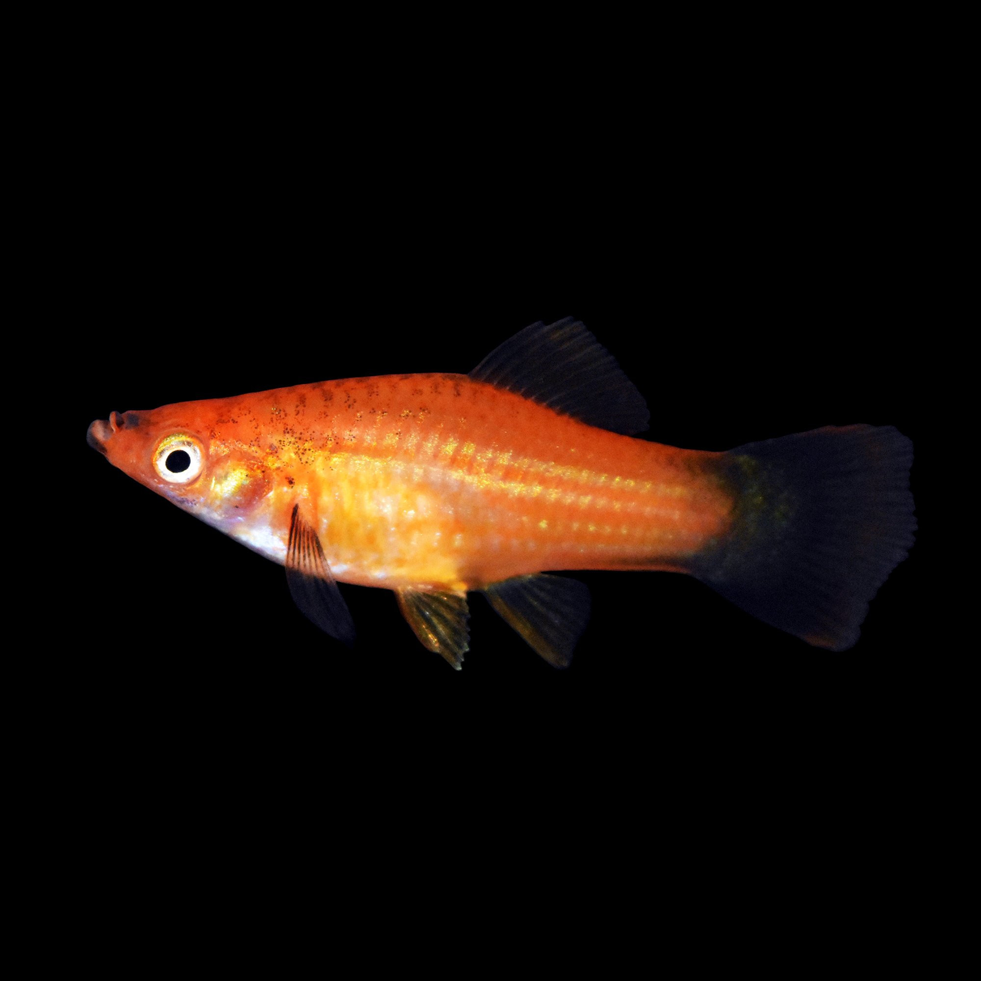 Male Lyretail Guppy (Poecilia reticulata) | Petco