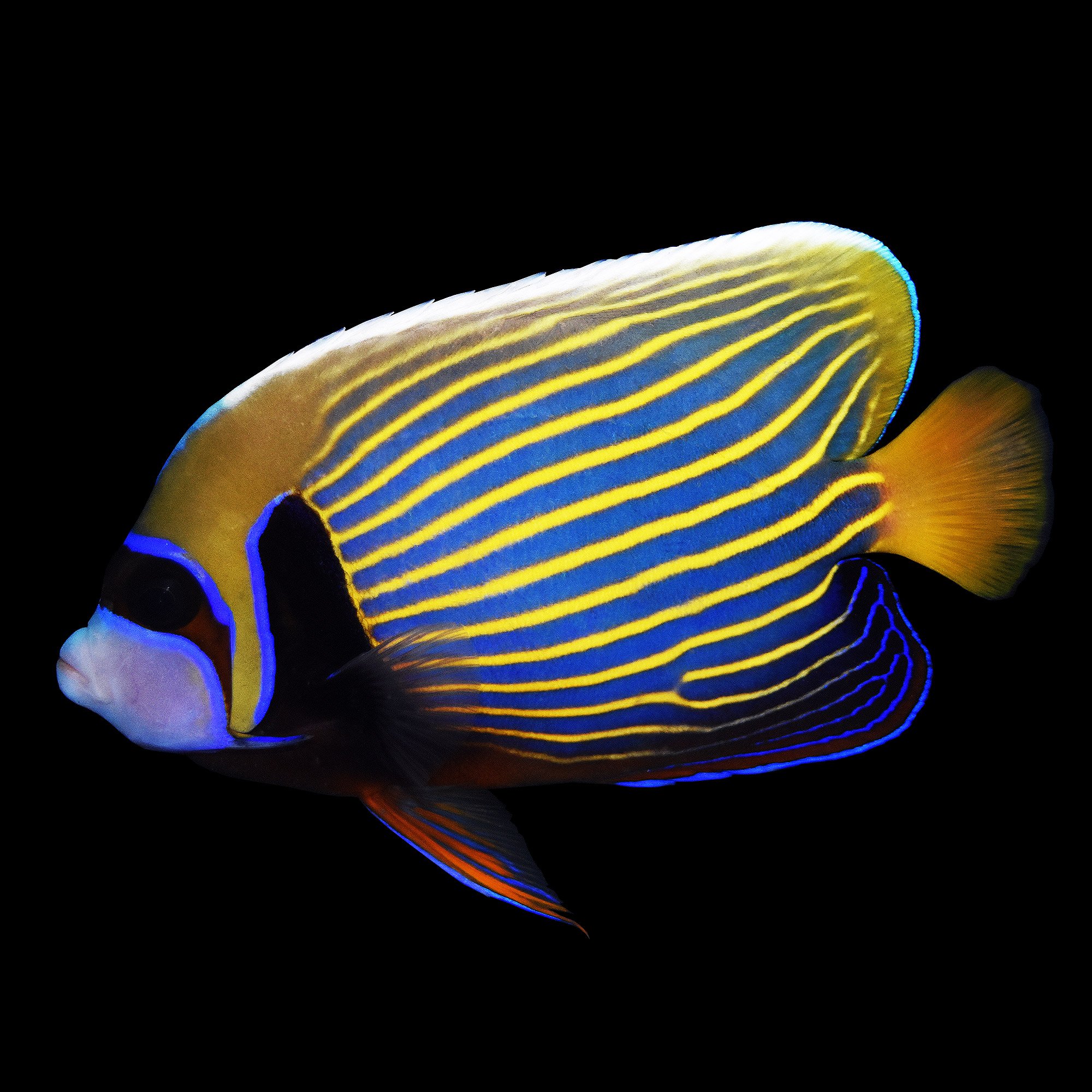 Emperor Angelfish Imperator Angelfish Adult Small Petco