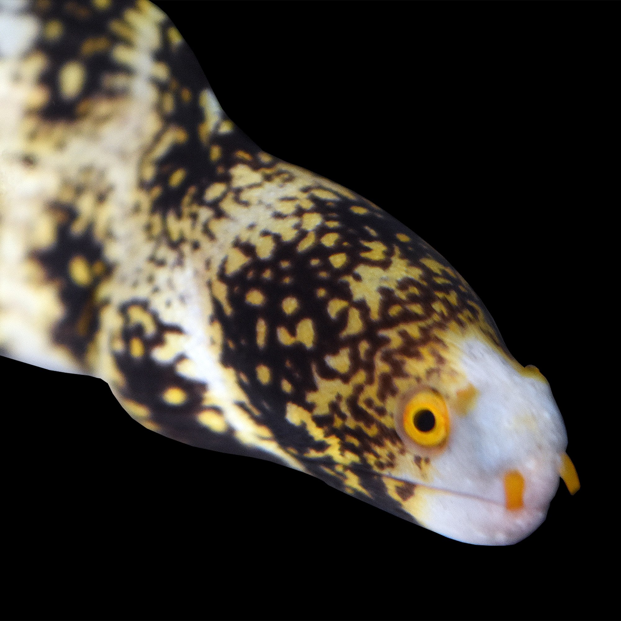 Snowflake Moray Eel for sale