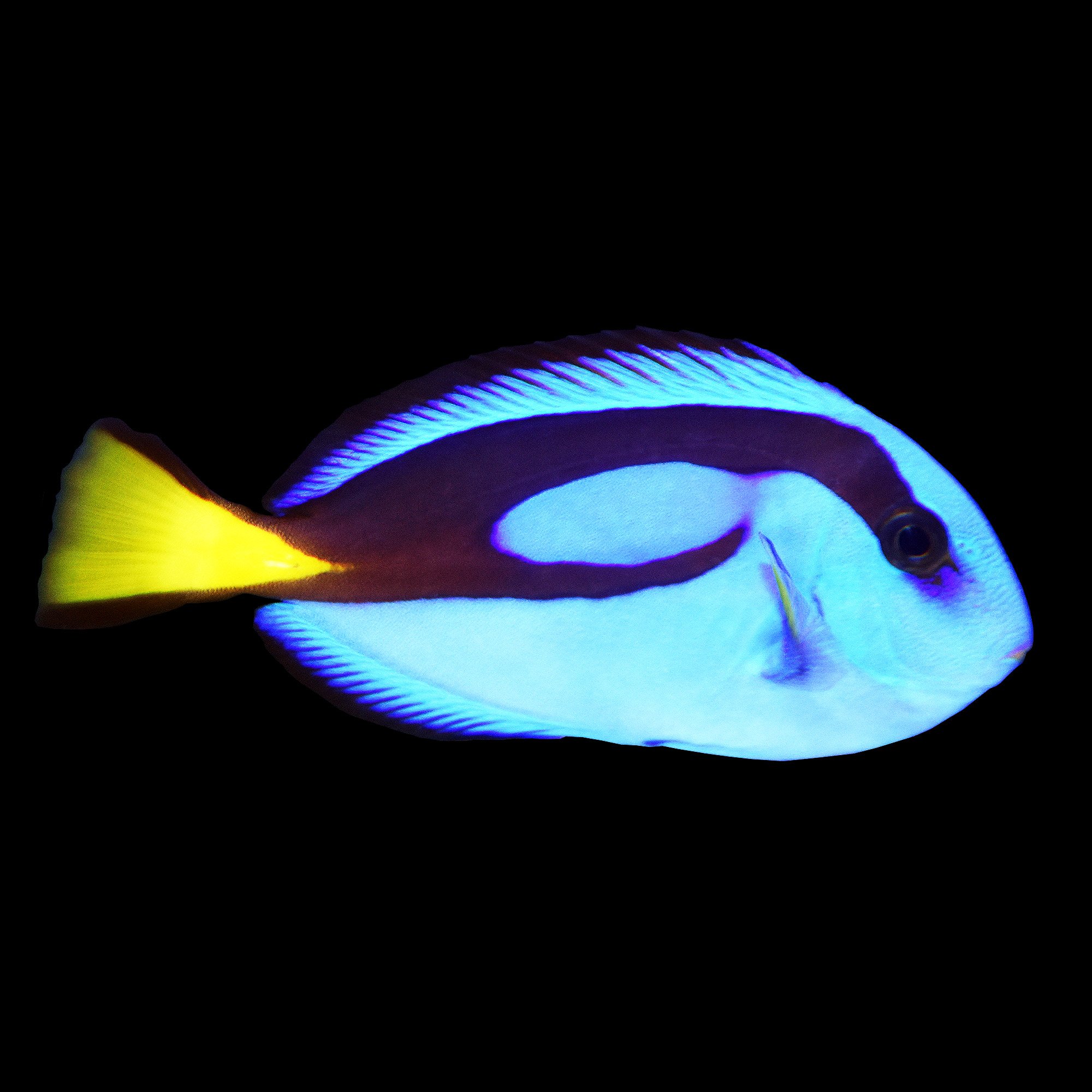 Blue Hepatus Tang Large Petco