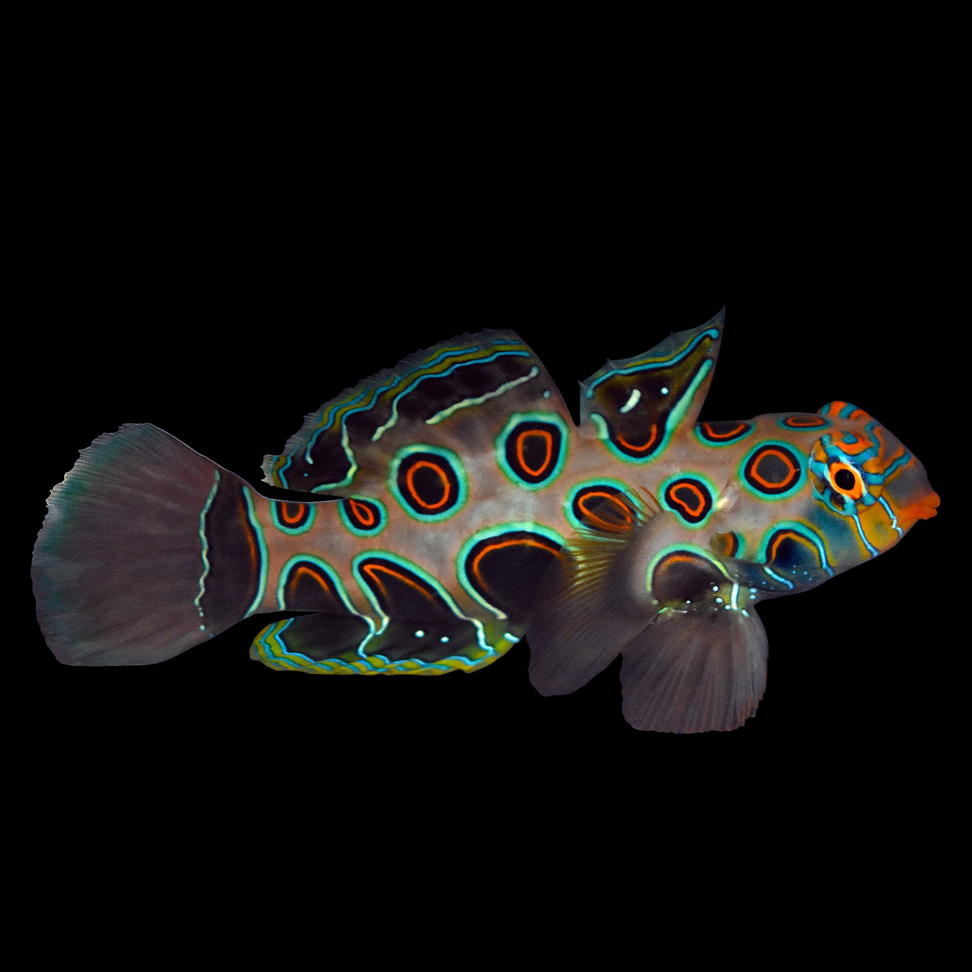 Spotted Mandarin Goby