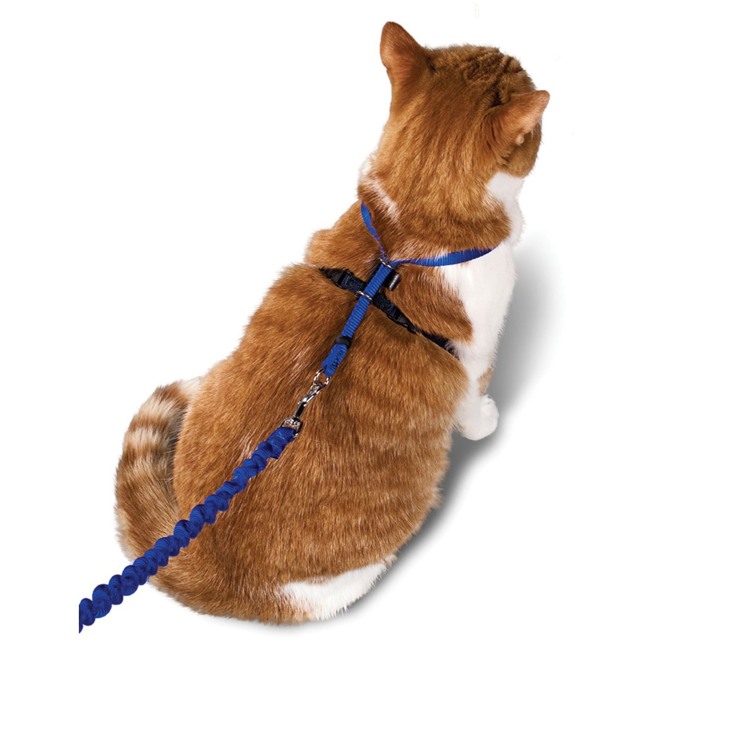 petsafe-gentle-leader-come-with-me-kitty-harness-bungee-leash-in-blue-petco