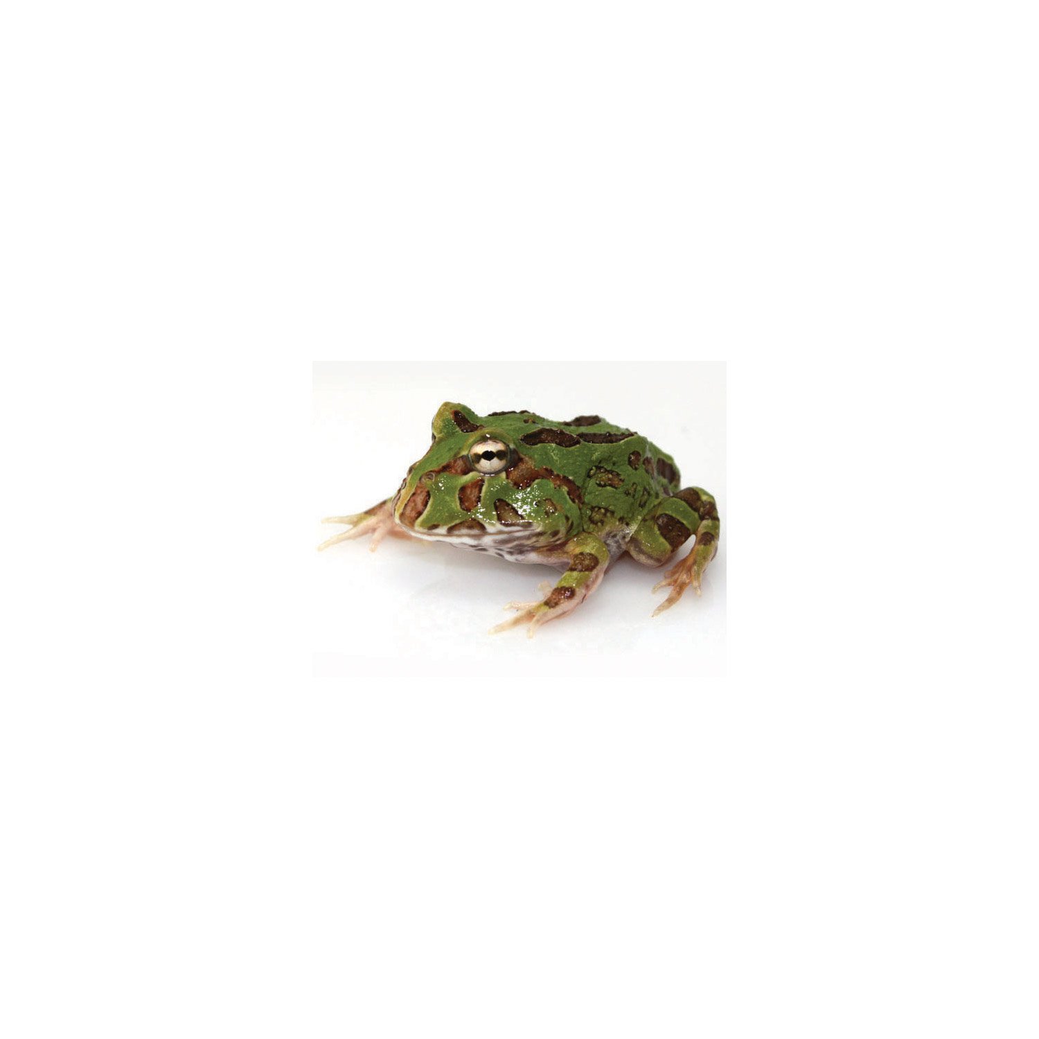 Pacman Frog | Petco