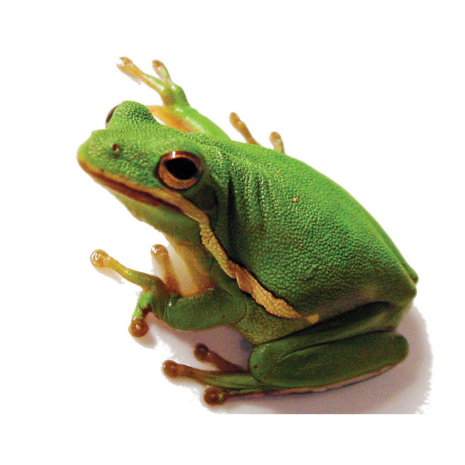 green frog lovey