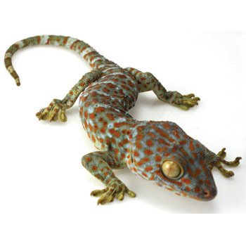 Live Reptiles for Sale | Buy Reptiles Online | Petco