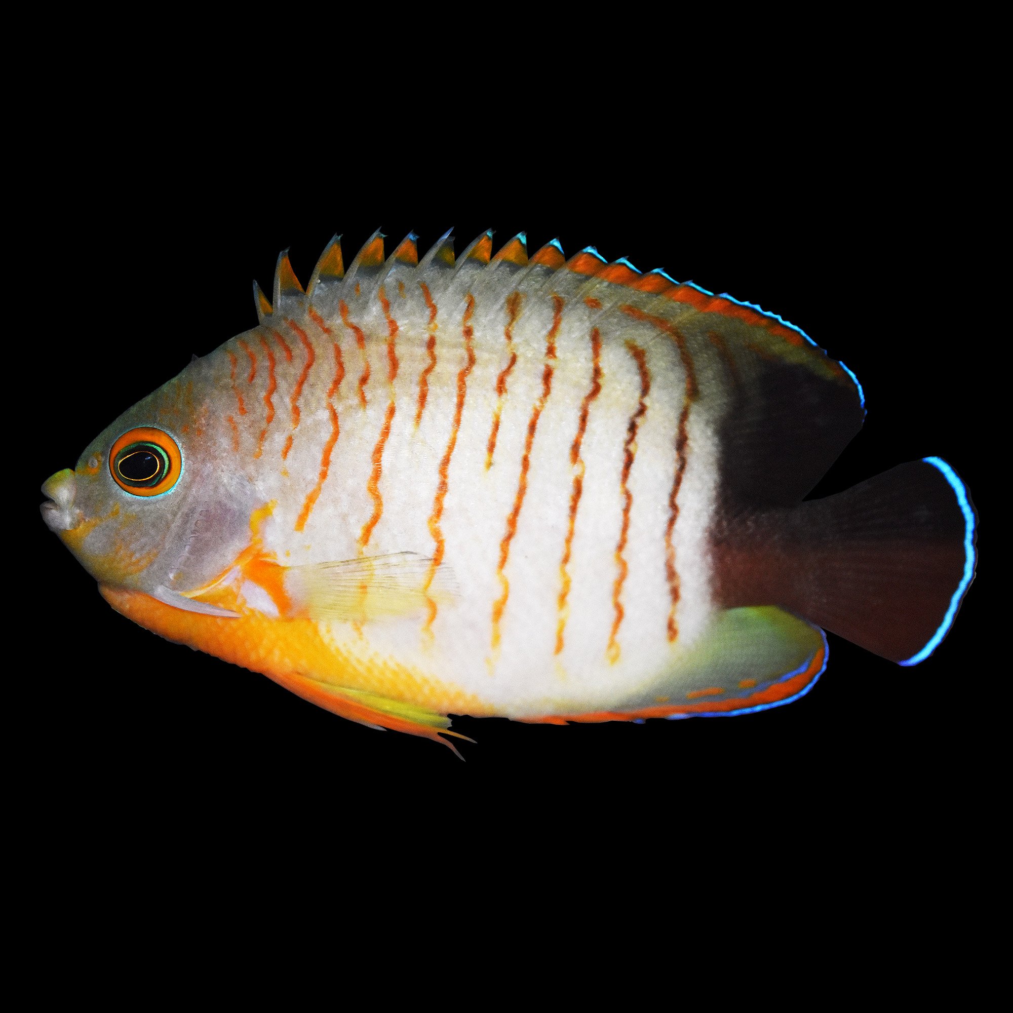 angelfish at petco