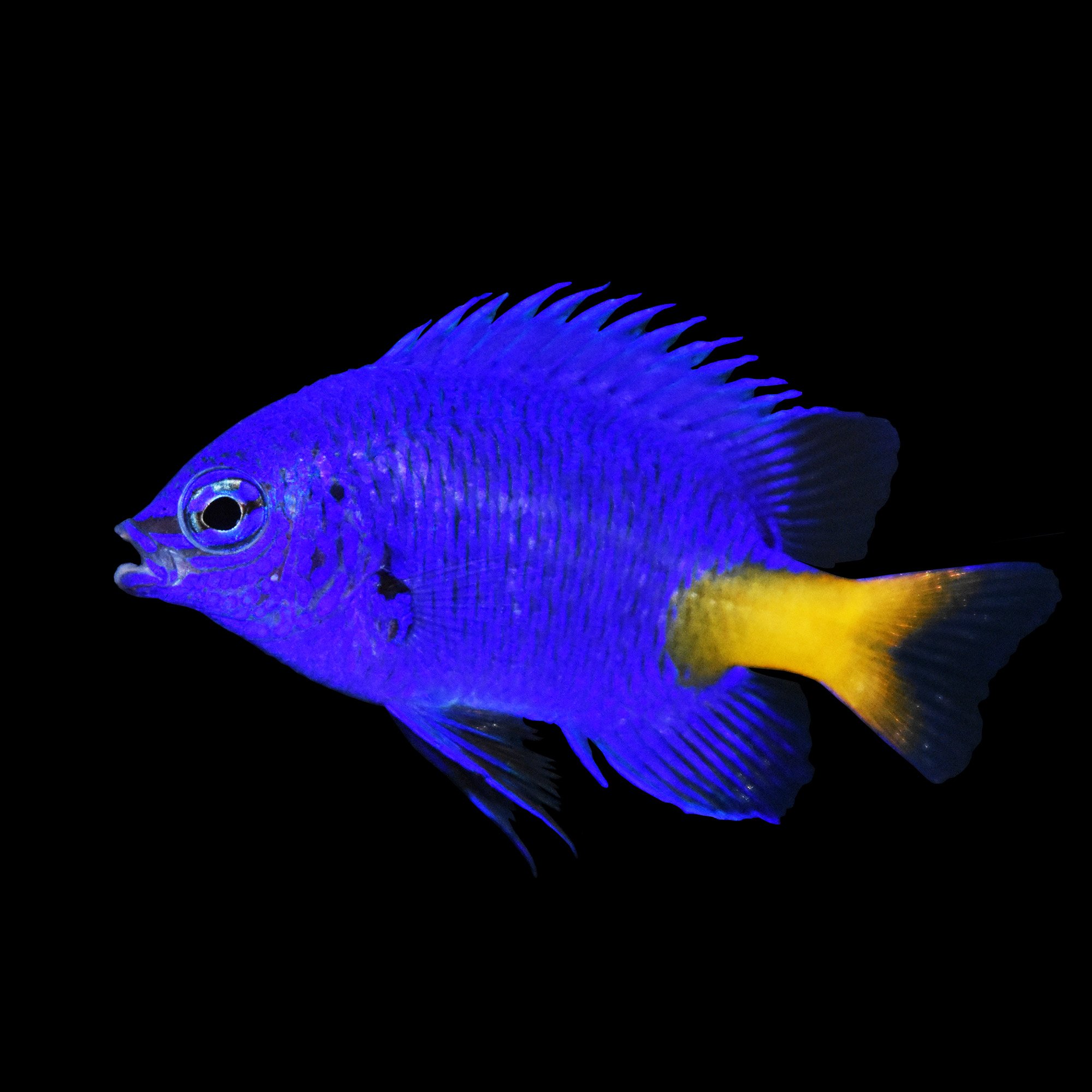 yellowtail-blue-damsel-petco