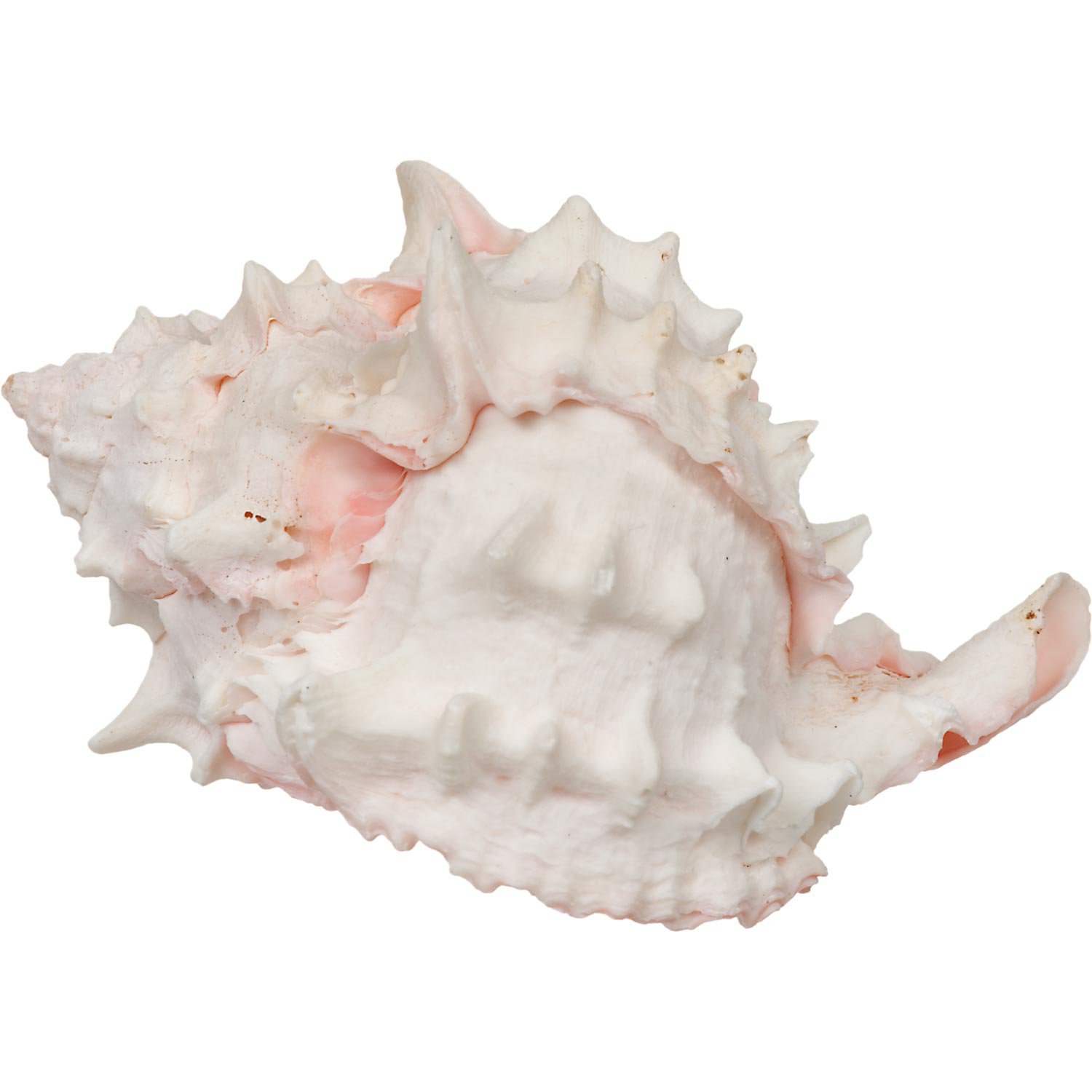 Zoo Med Hermit Crab "Growth" Shell, 3 Pack Petco
