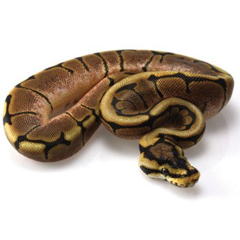 Live Reptiles for Sale | Buy Reptiles Online | Petco