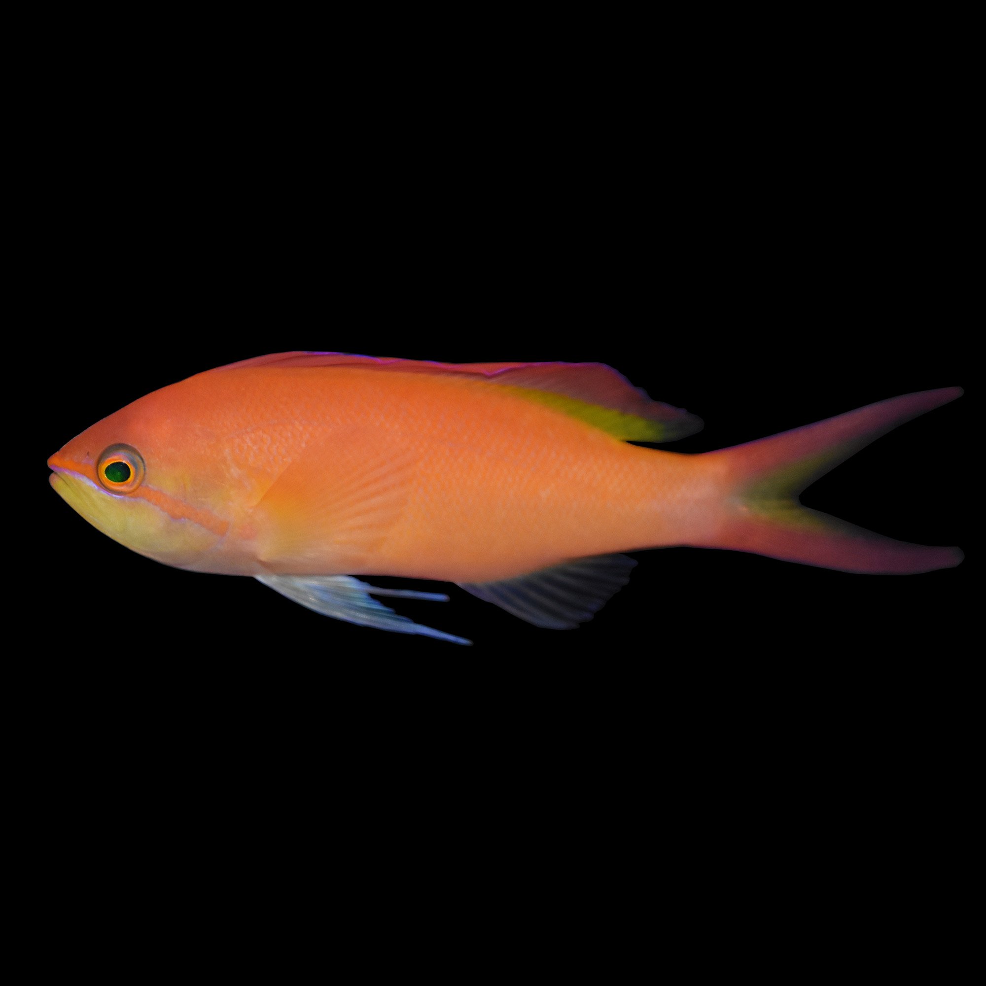 Female Dispar Anthias | Petco