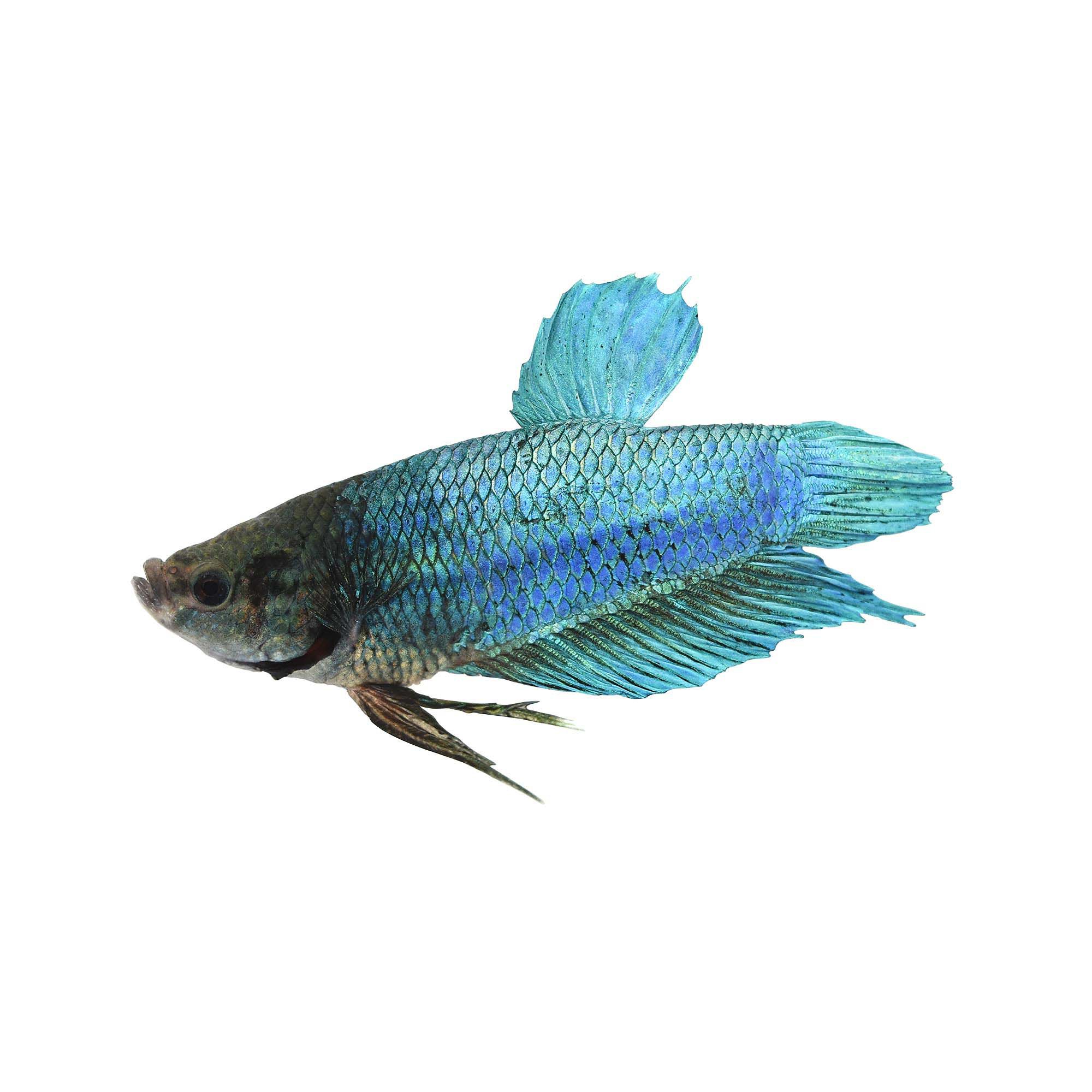 Live Betta Fish | Petco