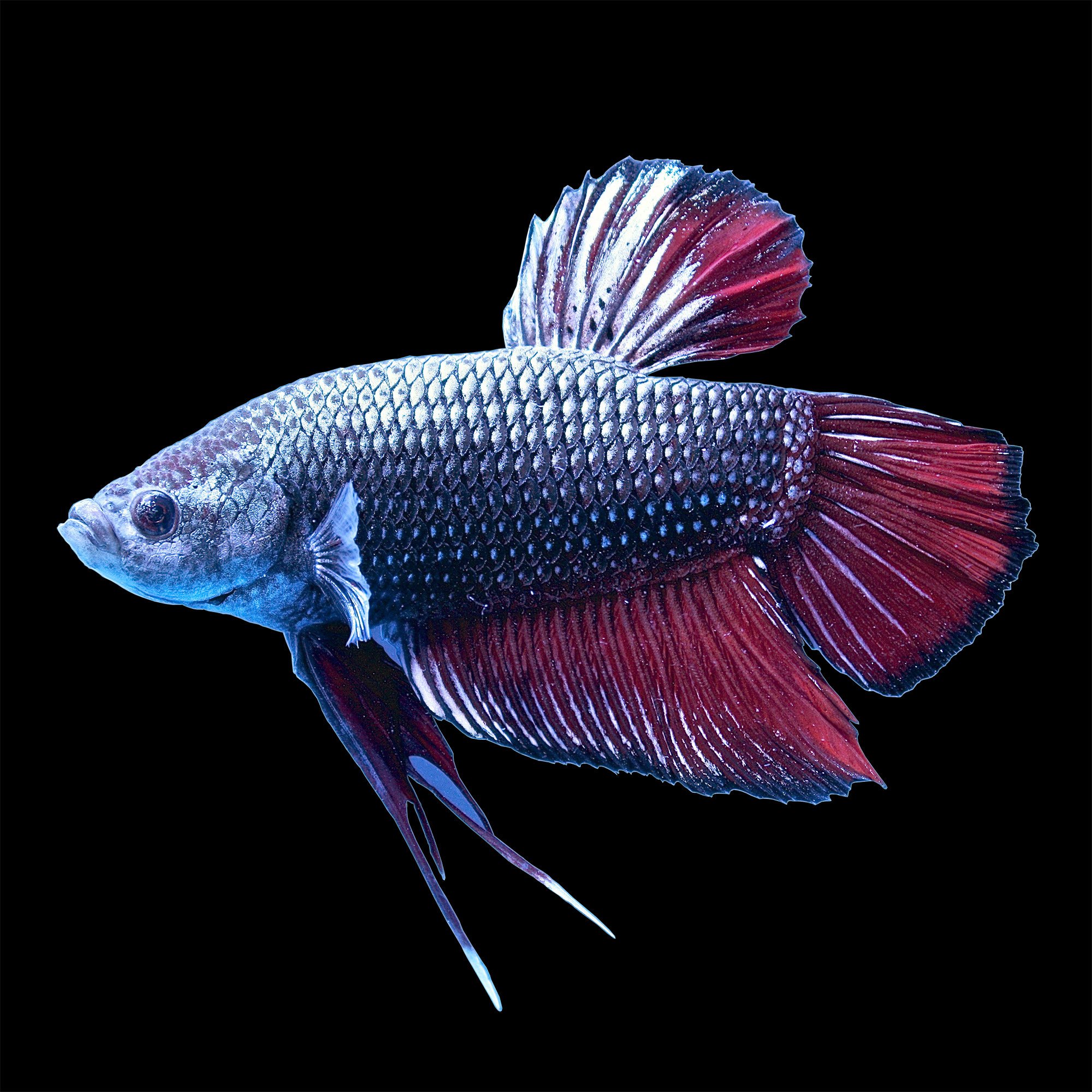 petco king betta