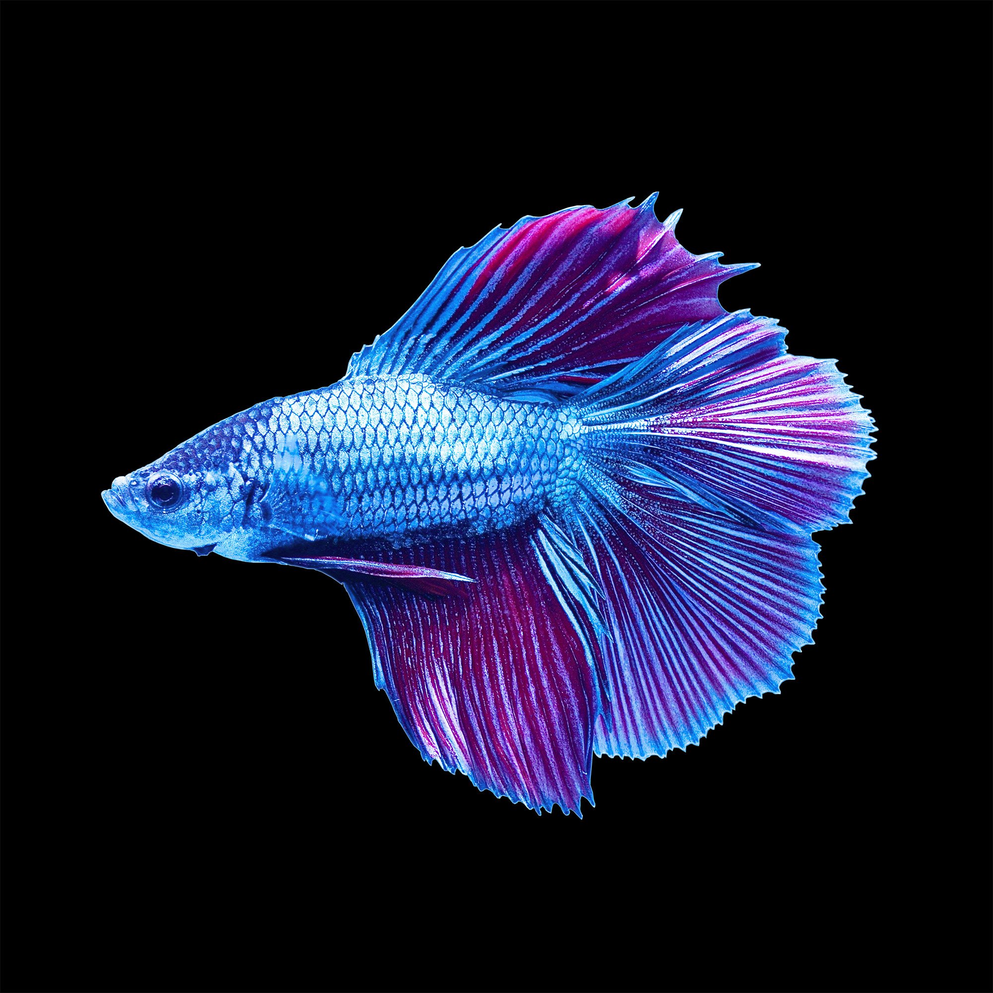 Betta Fish Double Tail Male