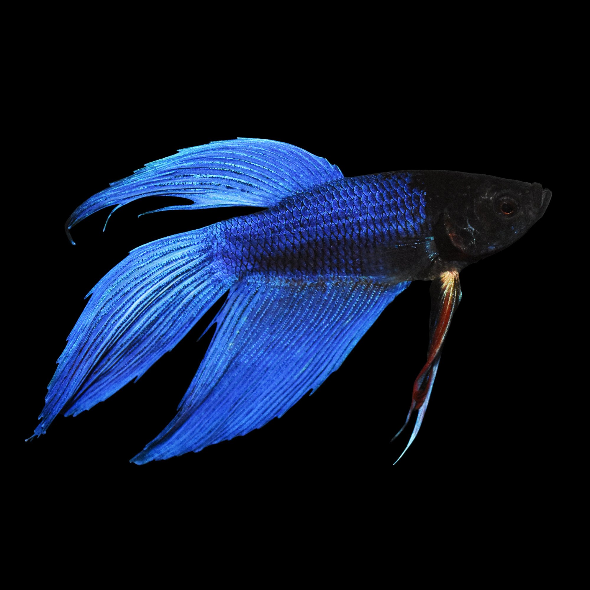 Blue Male Veiltail Betta | Petco