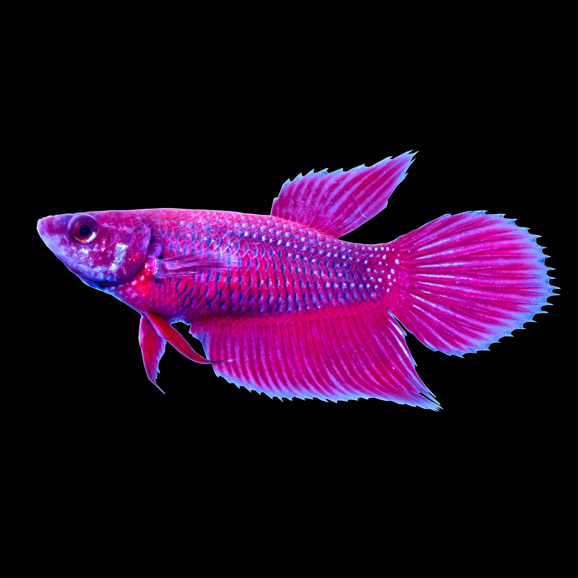 Red Female Veiltail Betta Fish Petco