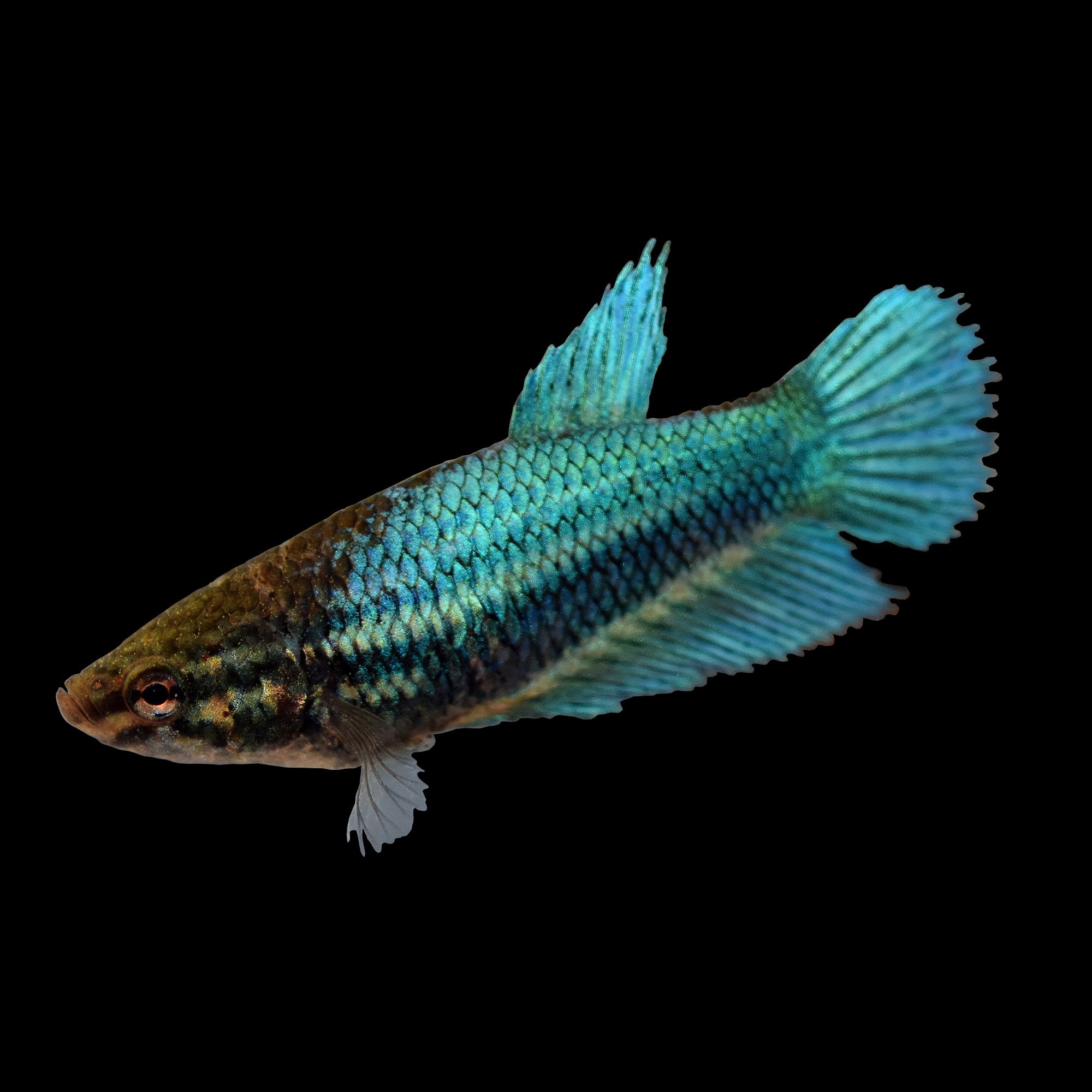 Veiltail Betta