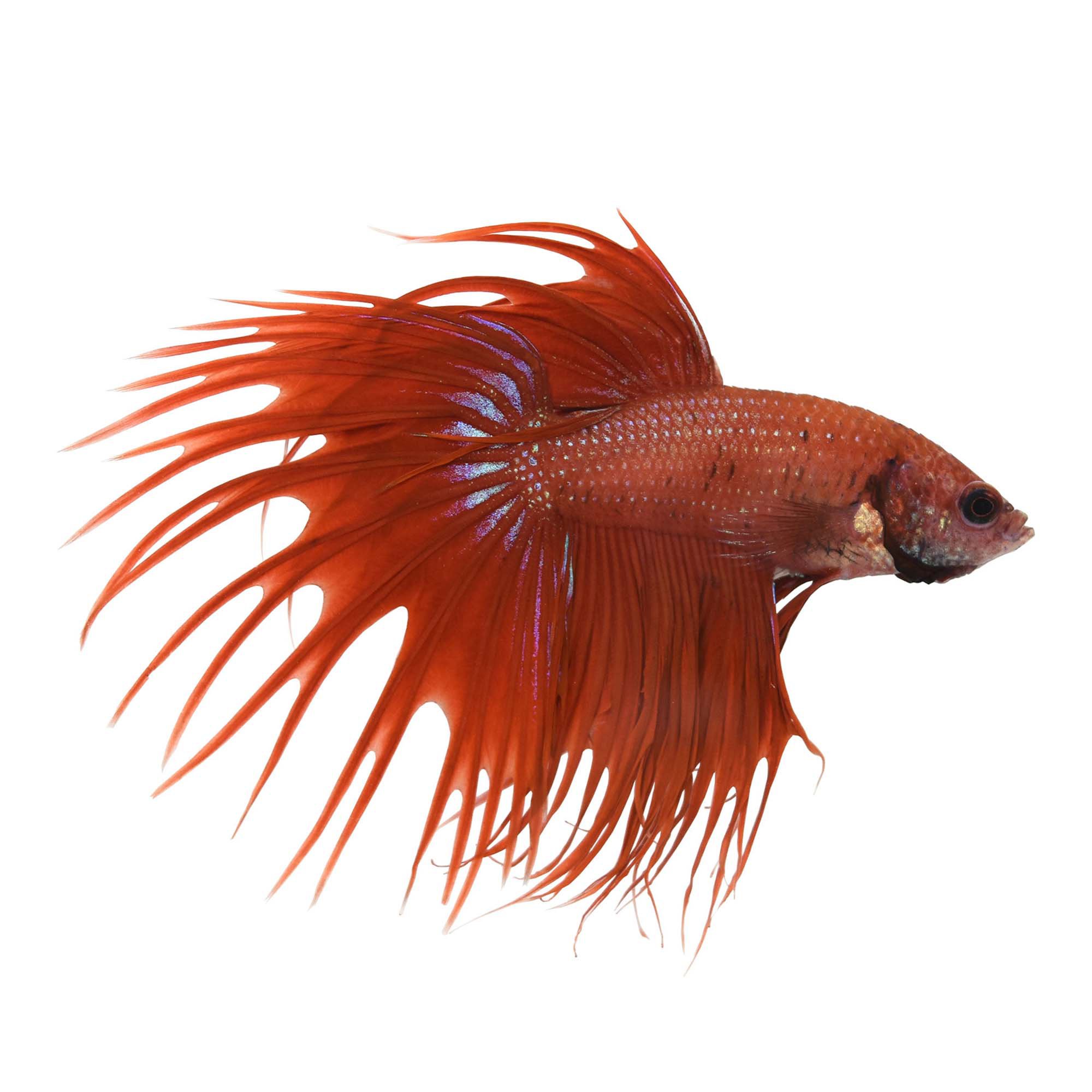 Red Male Crowntail Betta | Petco