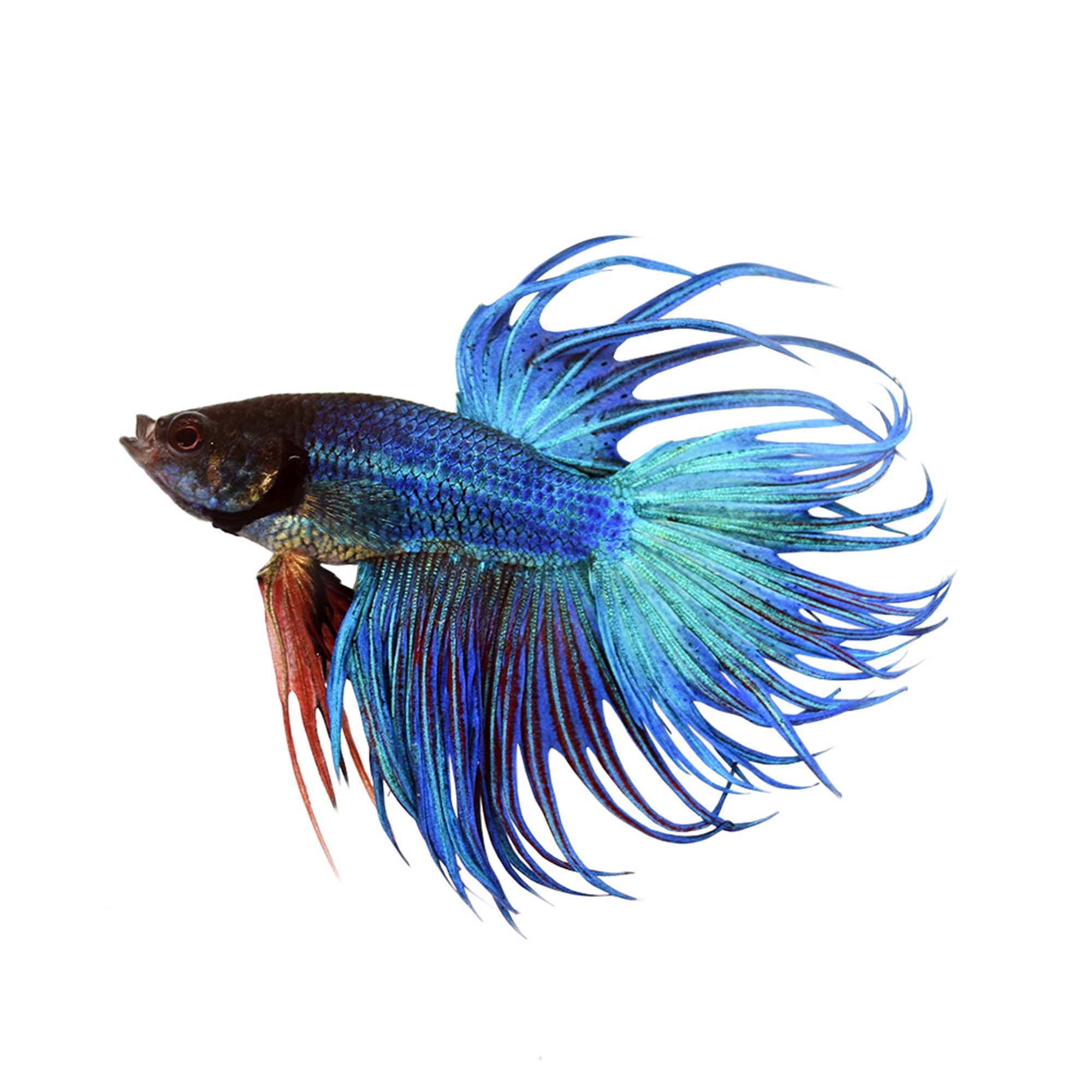 Blue Male Crowntail Betta | Petco