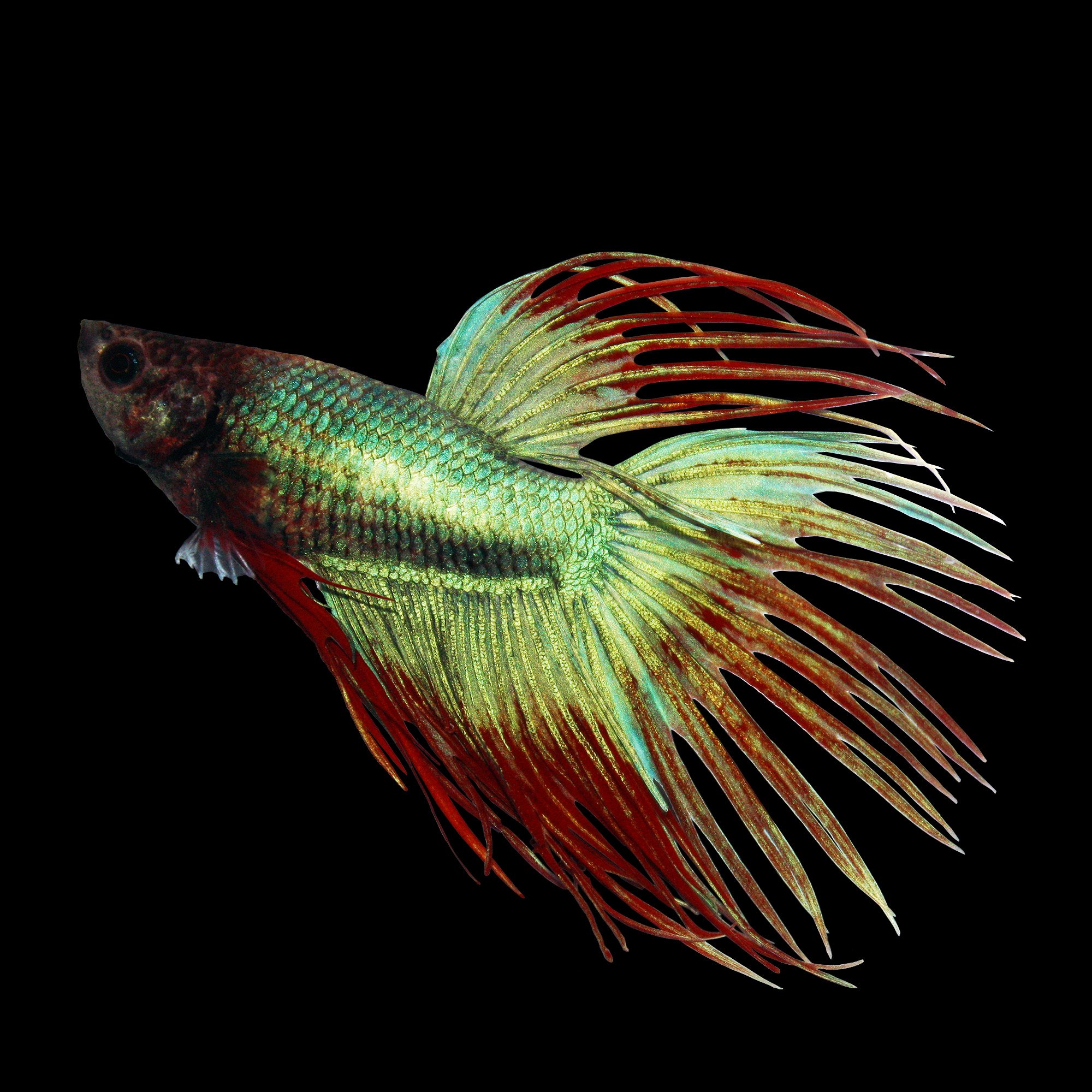 Green Male Crowntail Betta | Petco