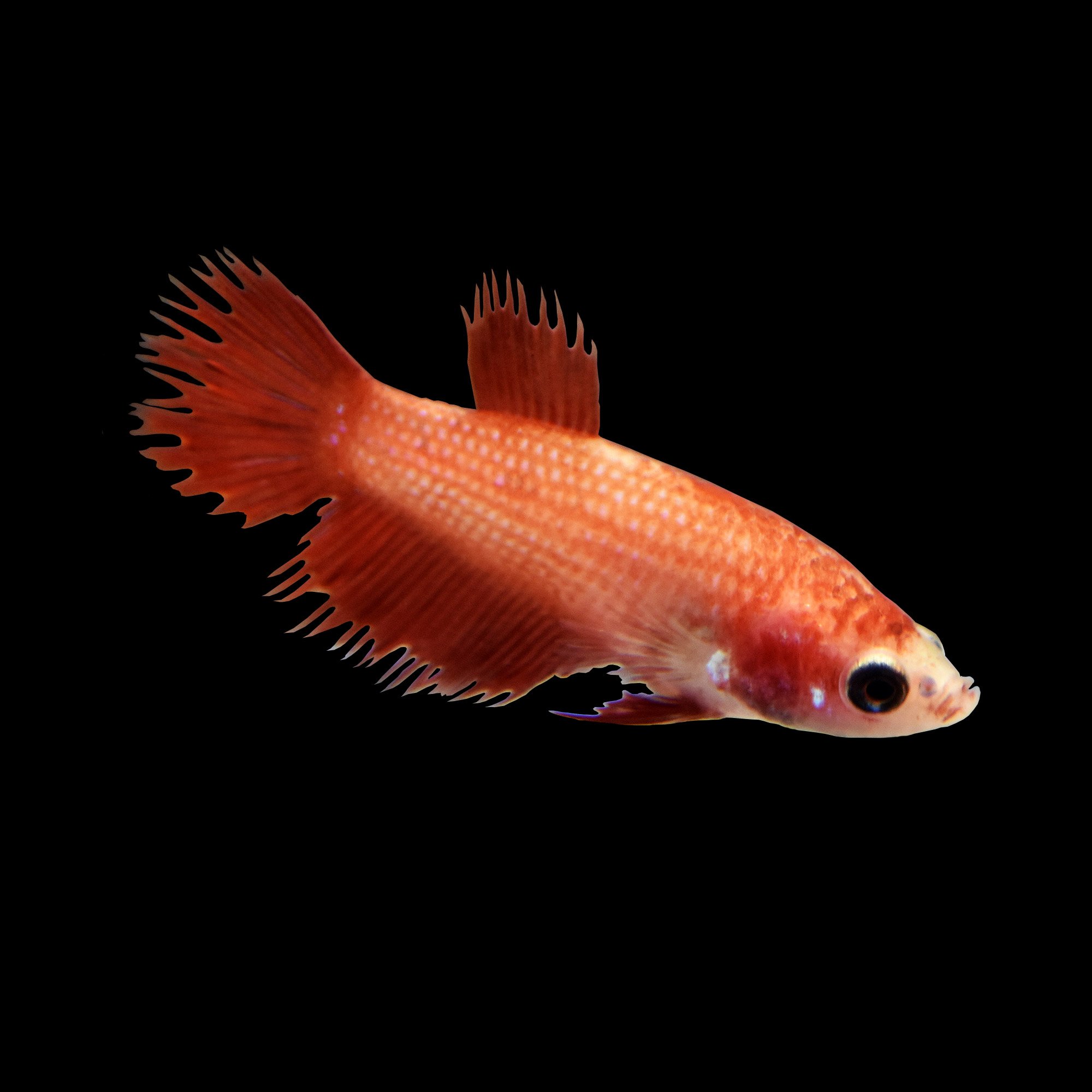 Red Female Crowntail Betta Fish | Petco - verloop.io