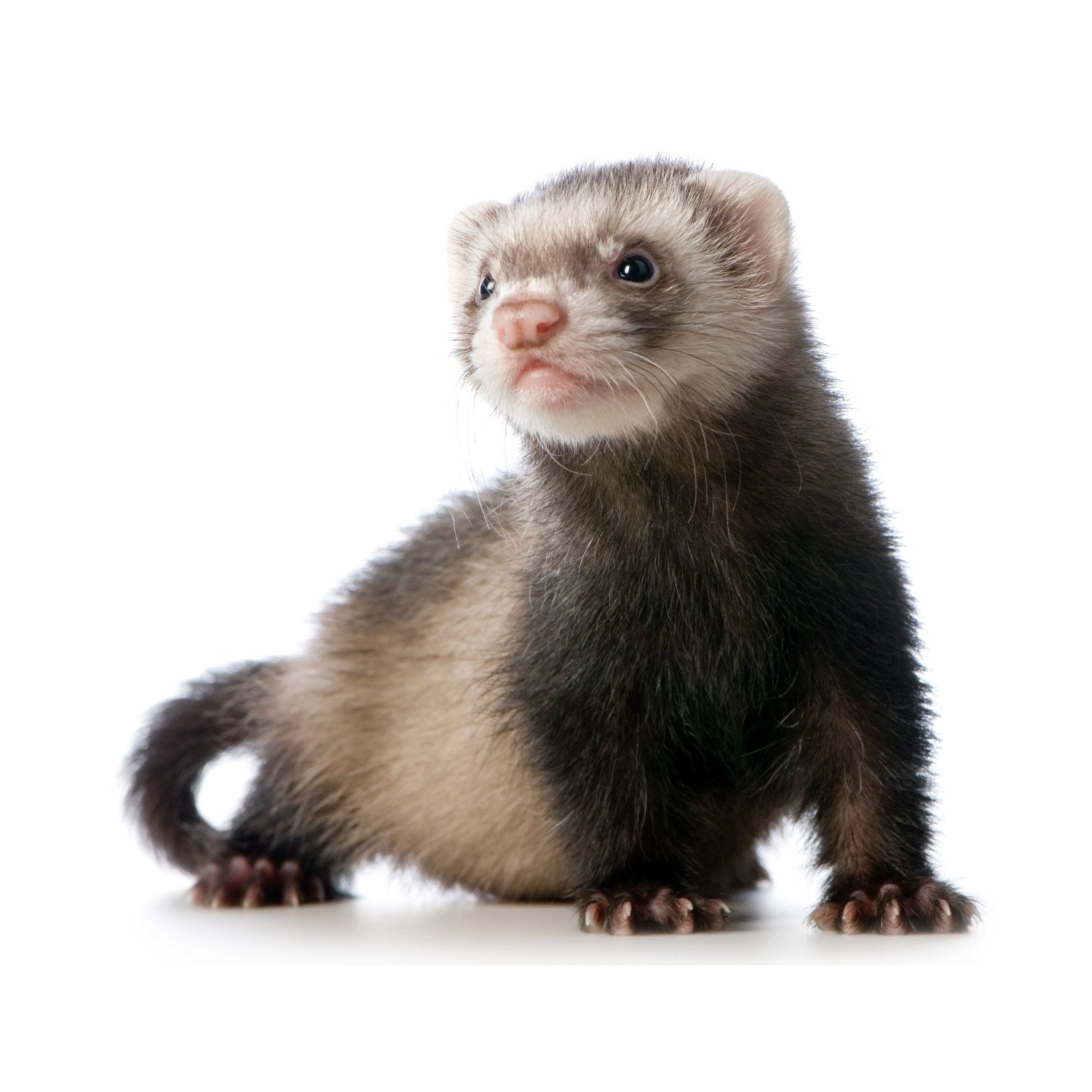 Cost Of Ferrets At Petco