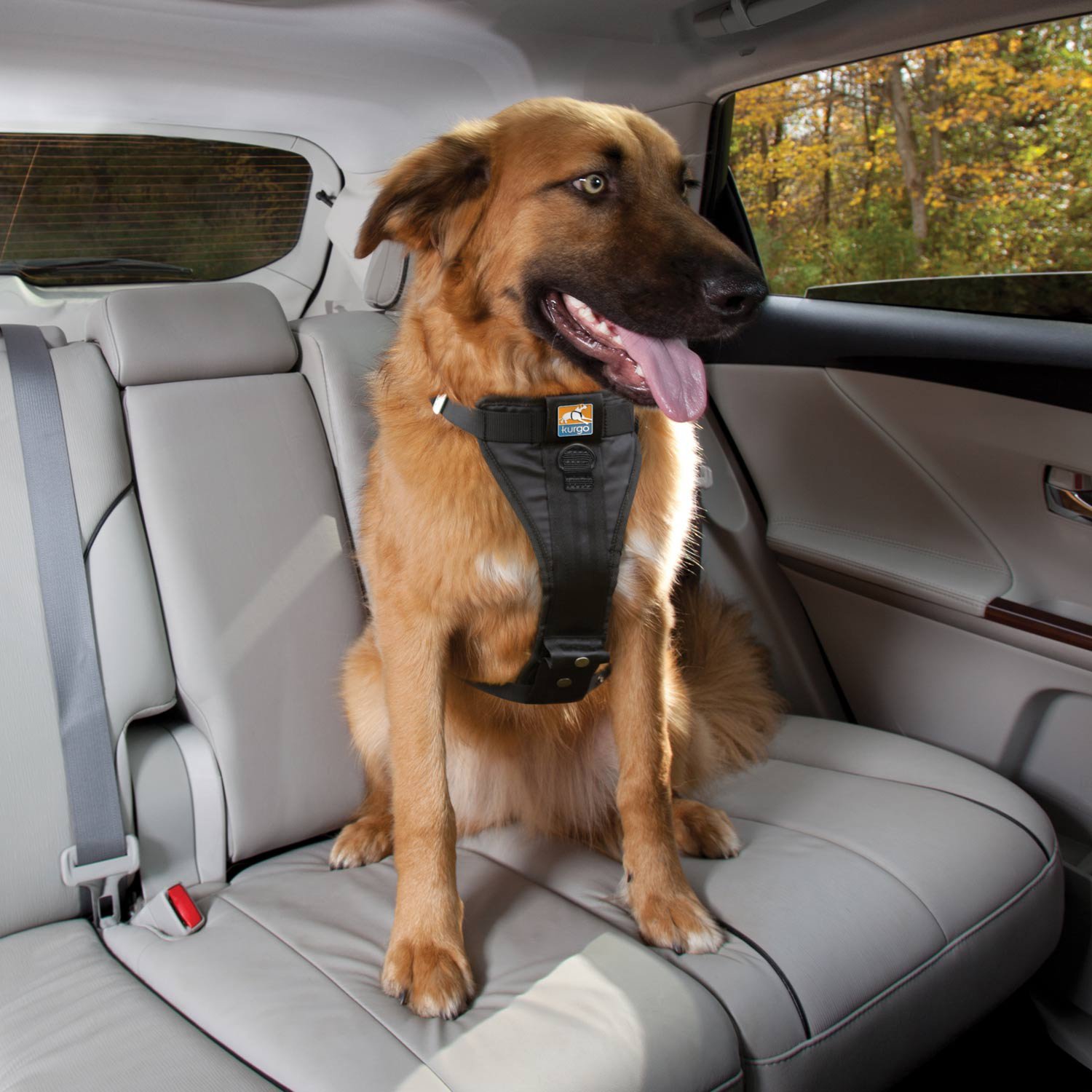 kurgo dog harness