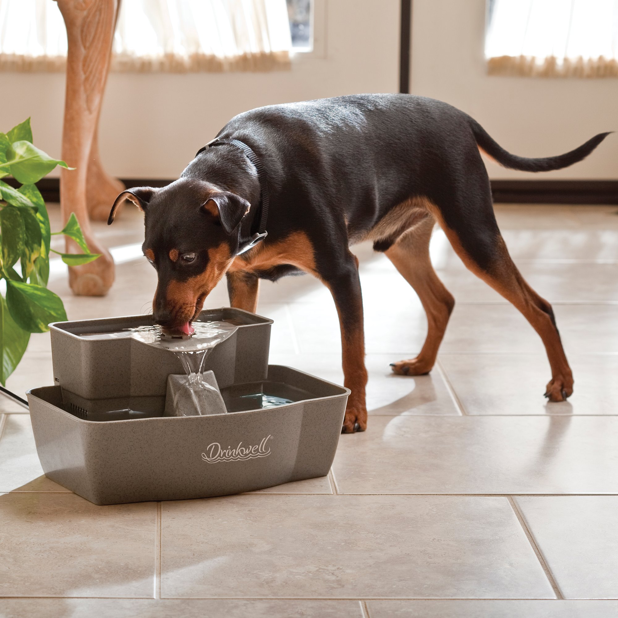 pet fountain