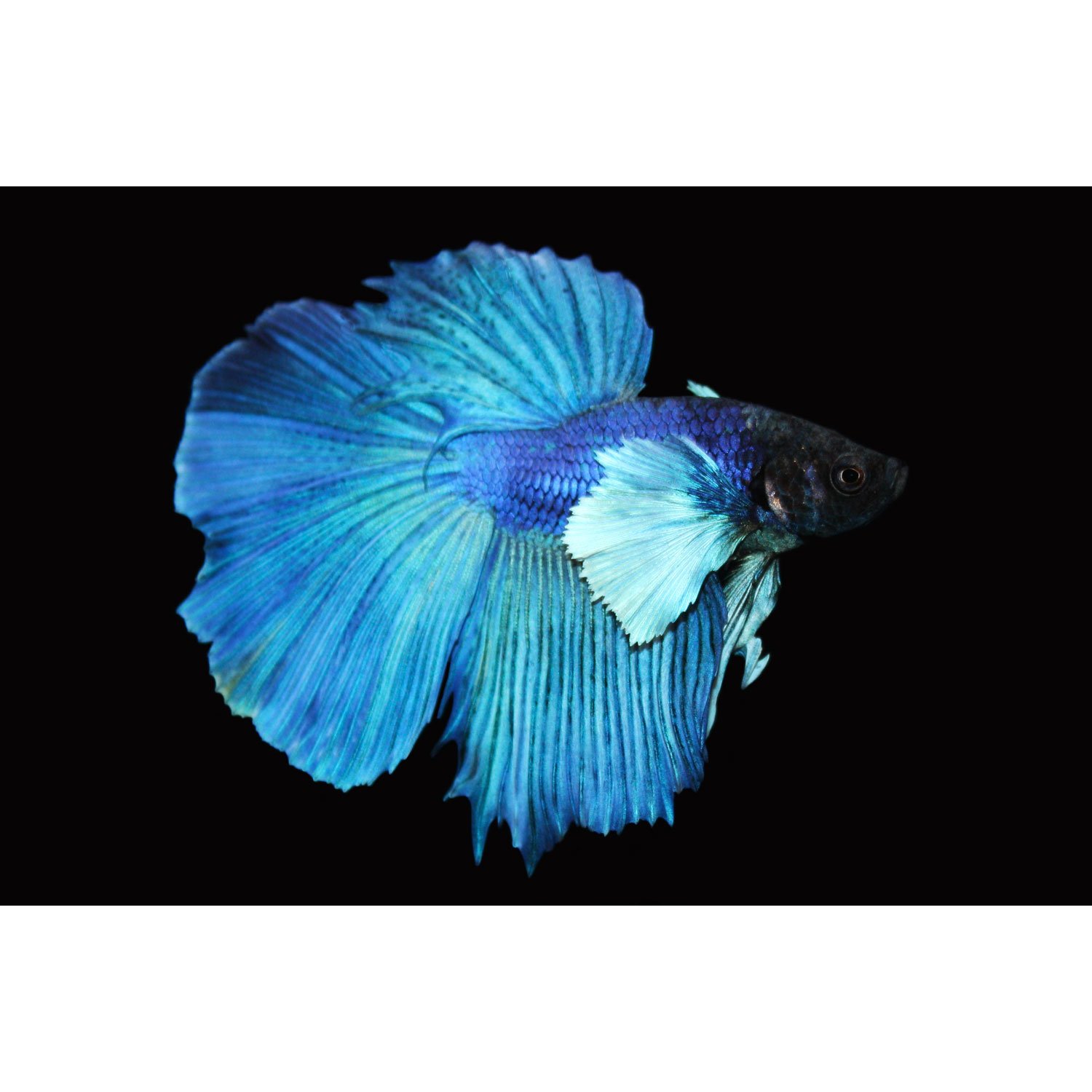 Elephant Ear Halfmoon Betta Fish | Petco