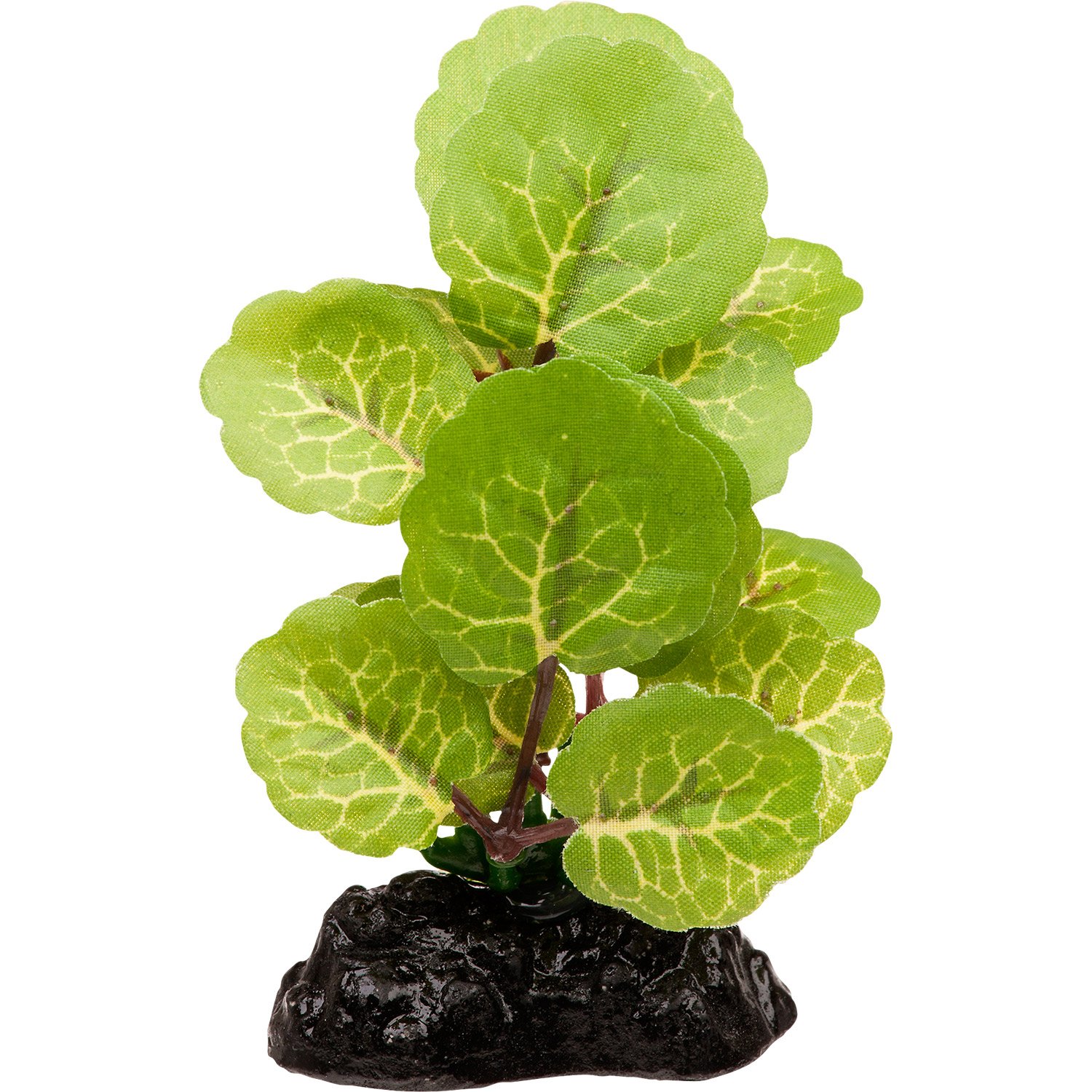 Petco live plants Idea