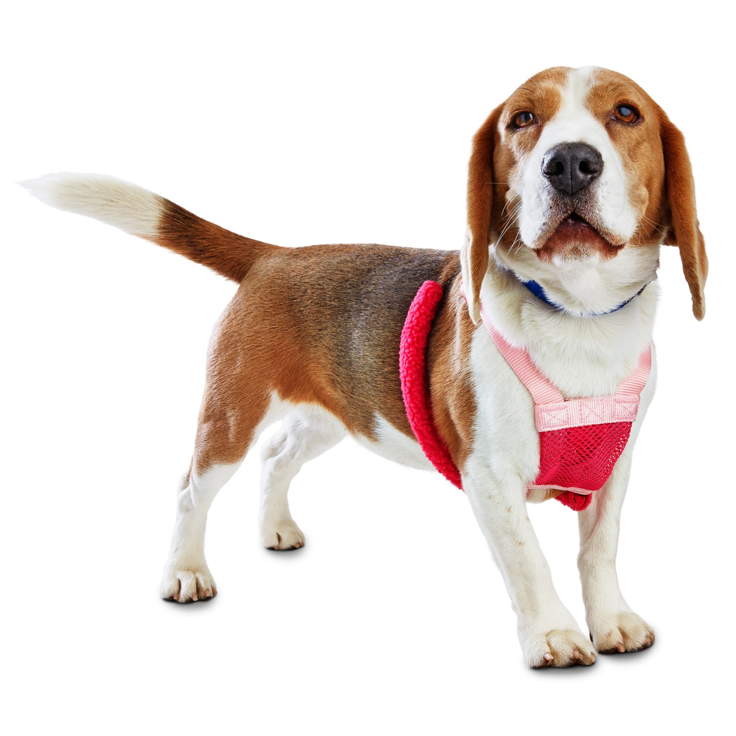 petco dog harness