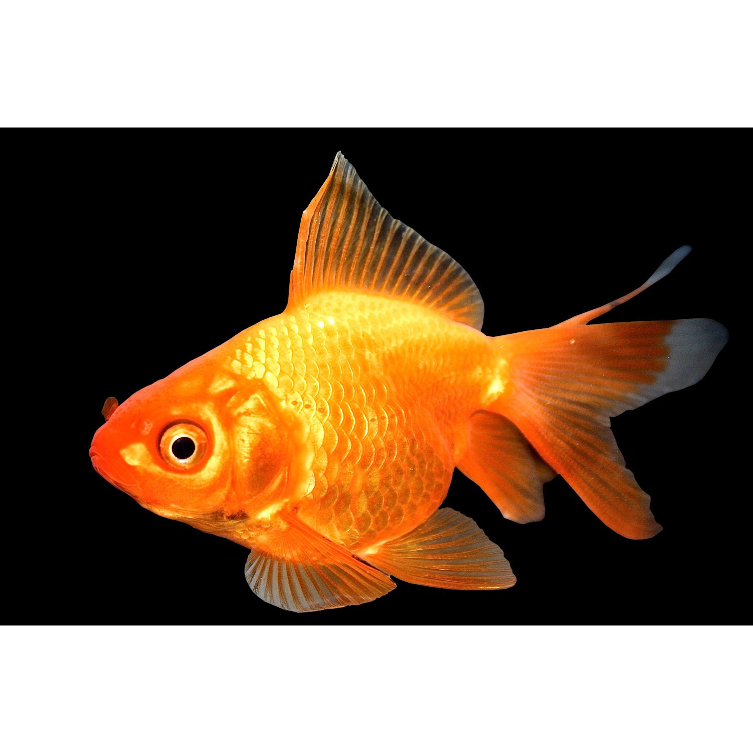 Red Ryukin Goldfish 25 35 Length Carassius Auratus - 