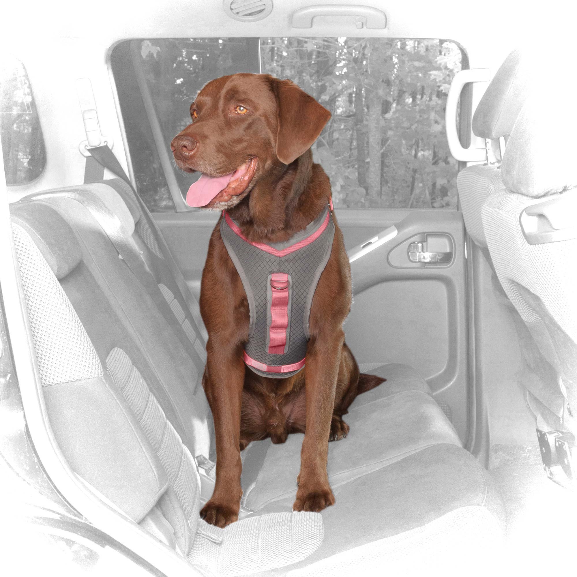 journey dog harness