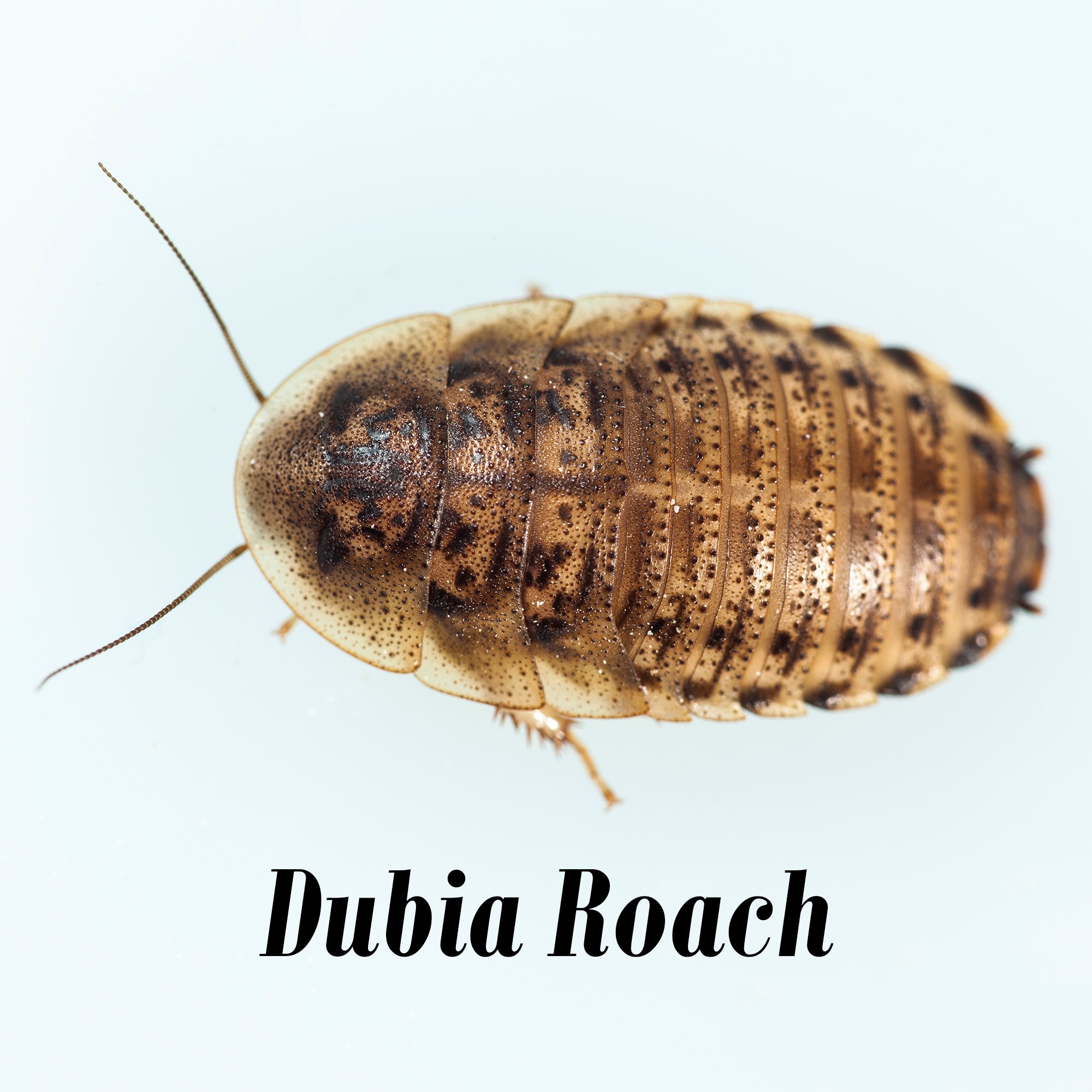 Tropical Spotted Roach 100 Count Petco