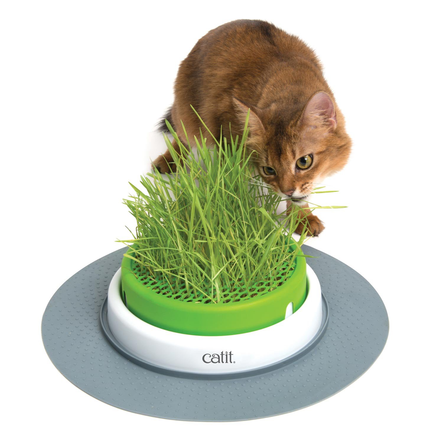 Catit Senses 2.0 Grass Planter Cat Toy | Petco