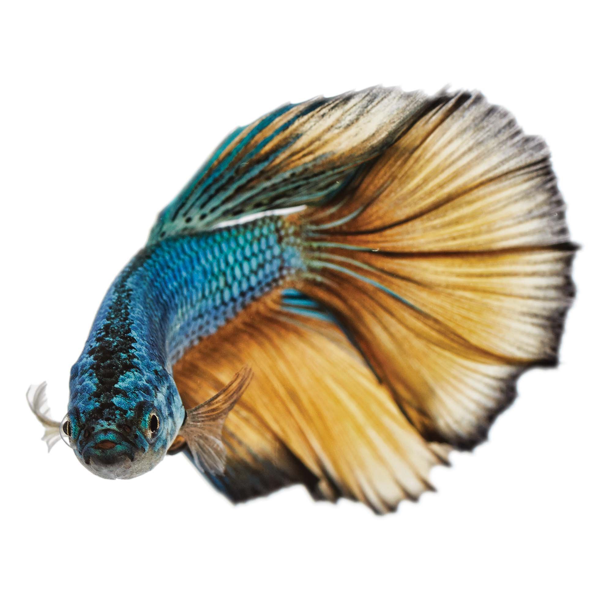 female bumblebee betta